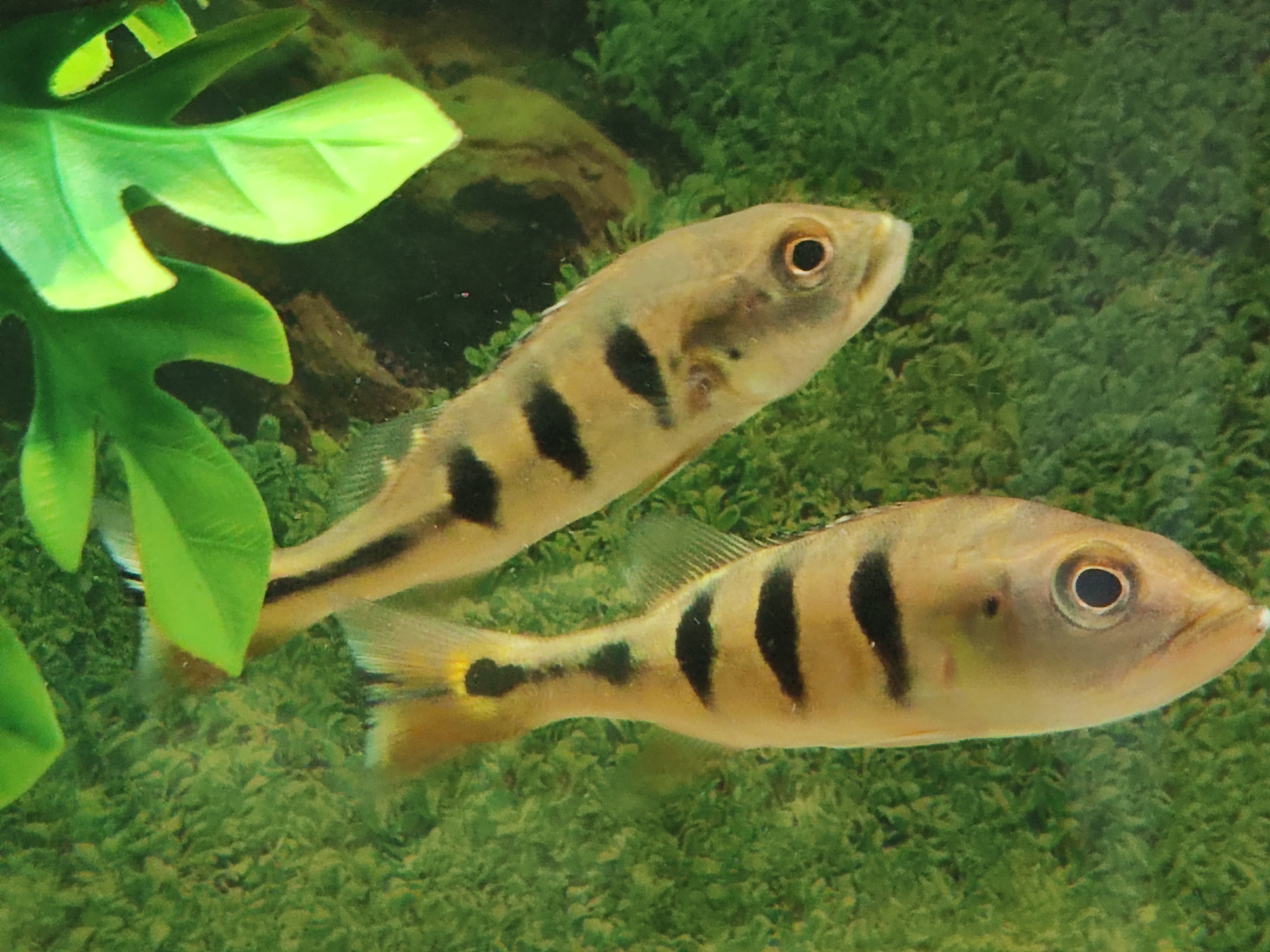 Cichla orinocensis (orinoco)