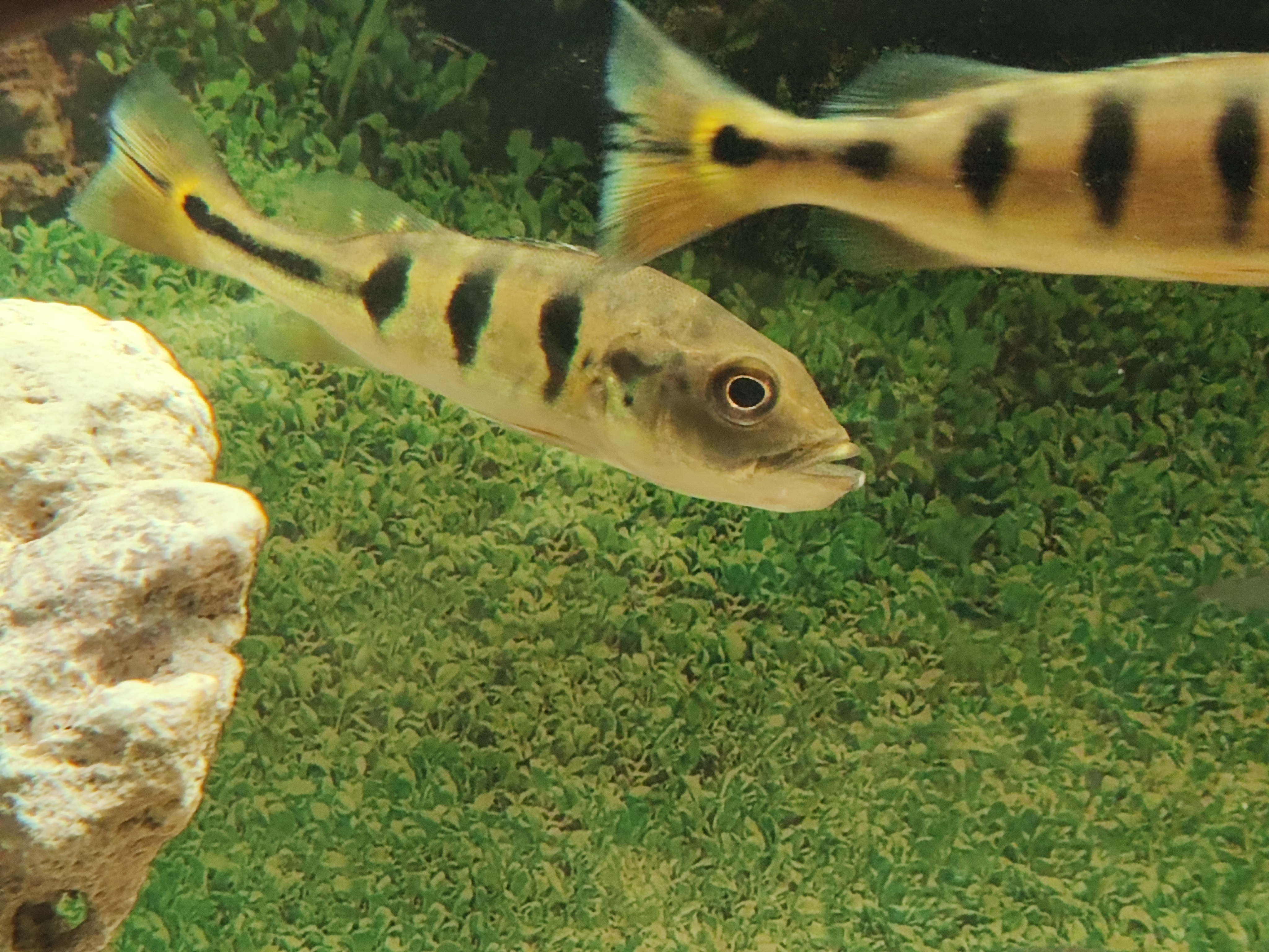 Cichla orinocensis (orinoco)
