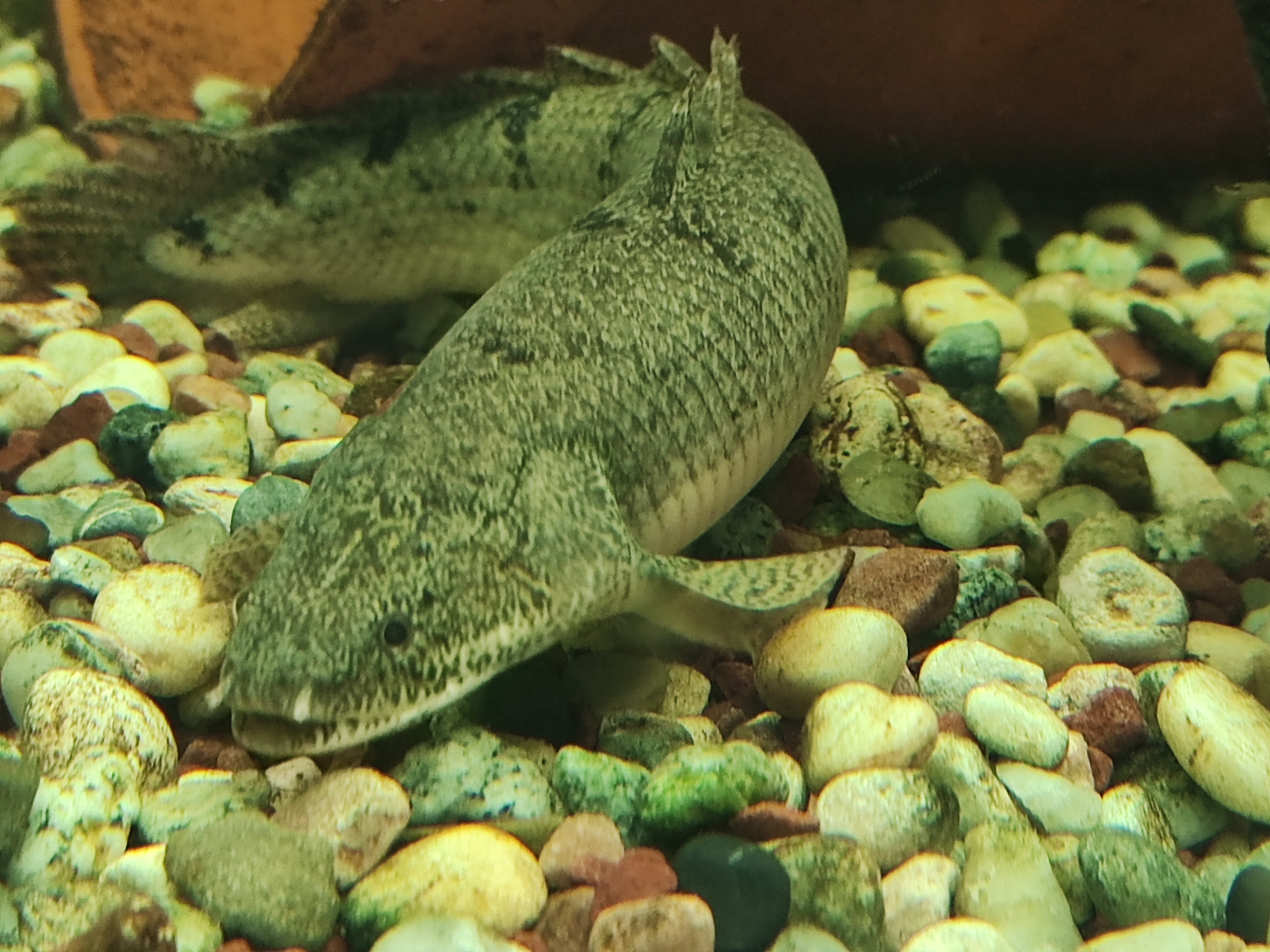 Polipterus endlicherii