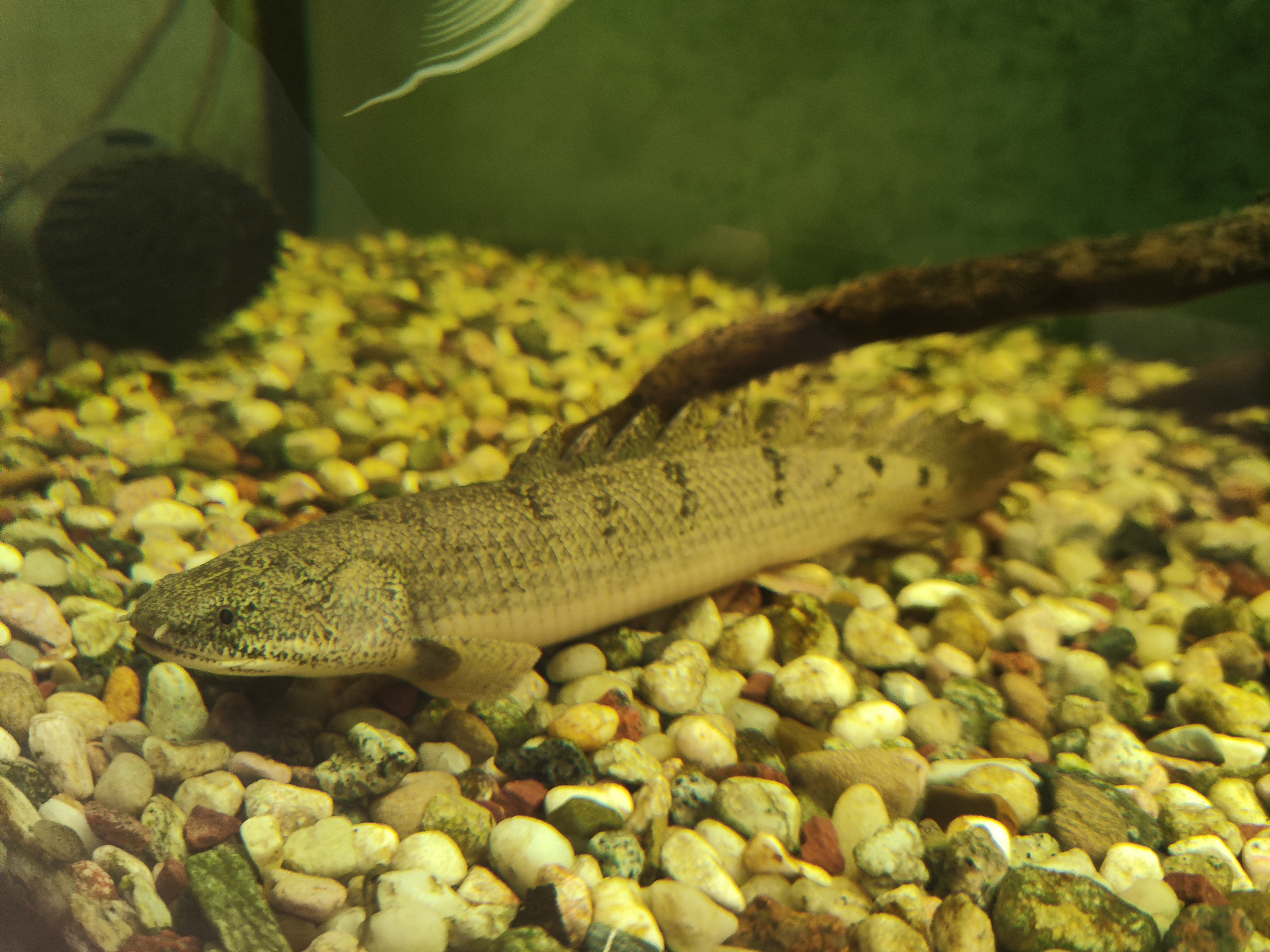 Polipterus endlicherii