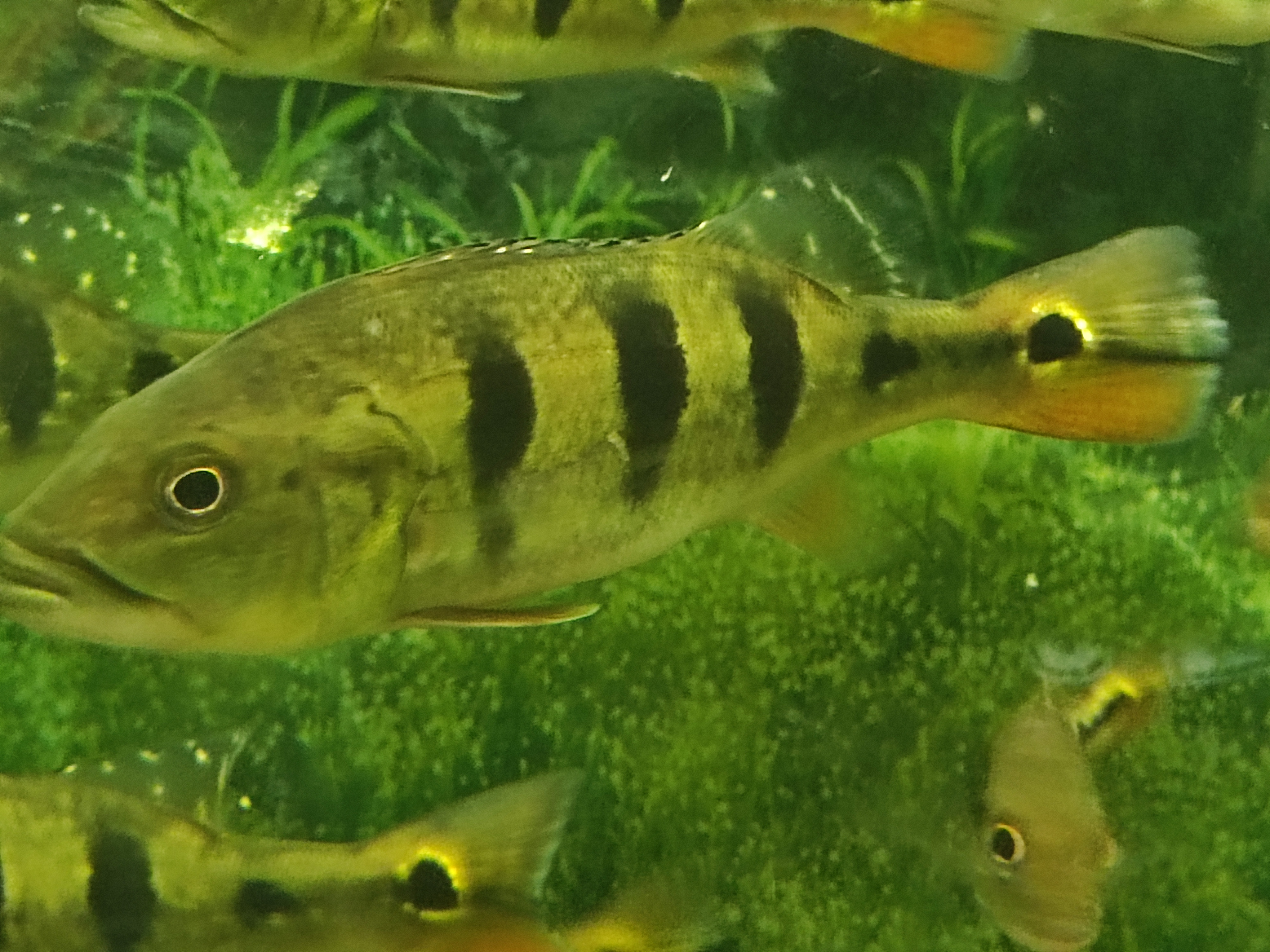 Cichla orinocensis (orinoco)