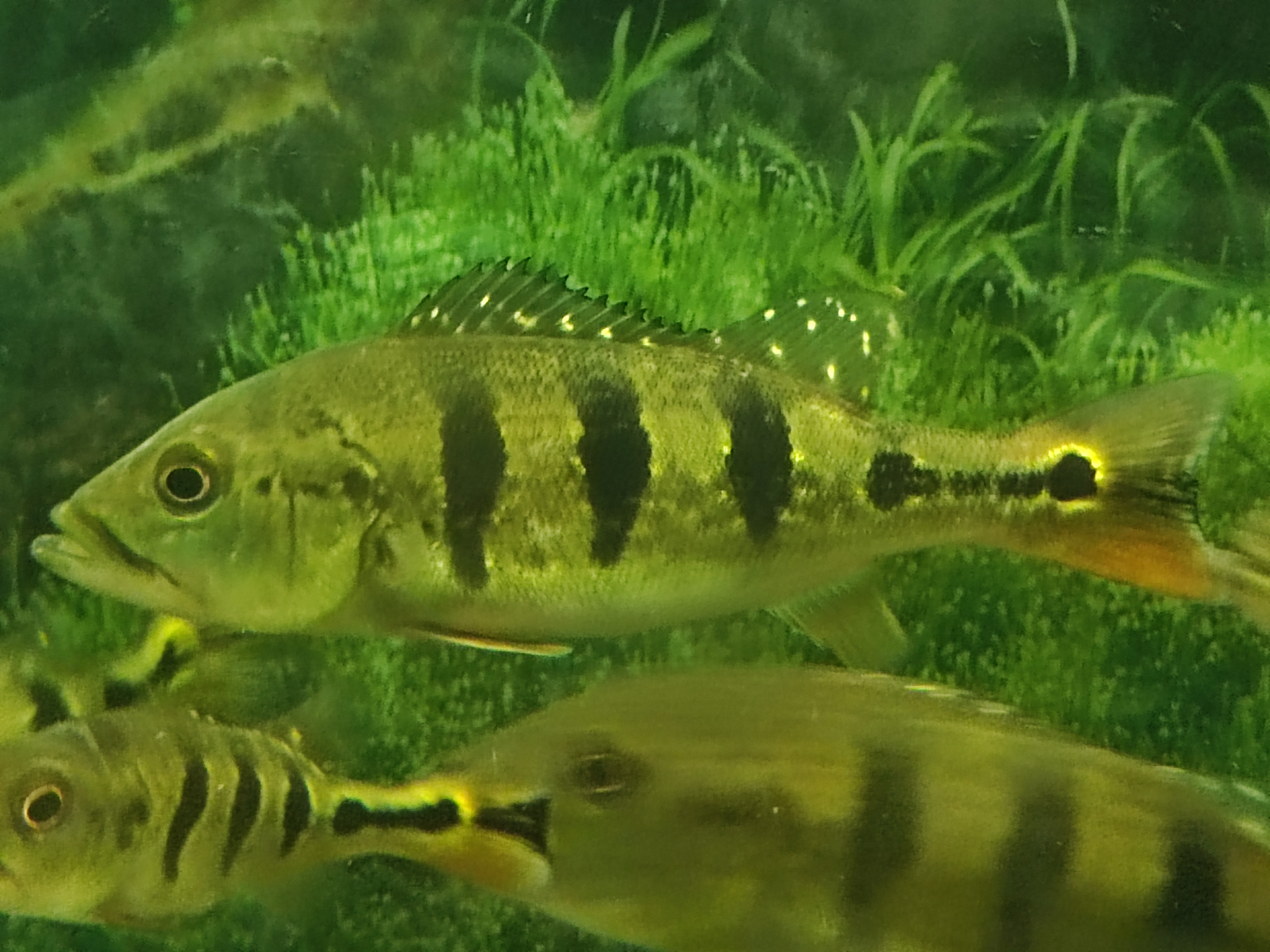 Cichla orinocensis (orinoco)