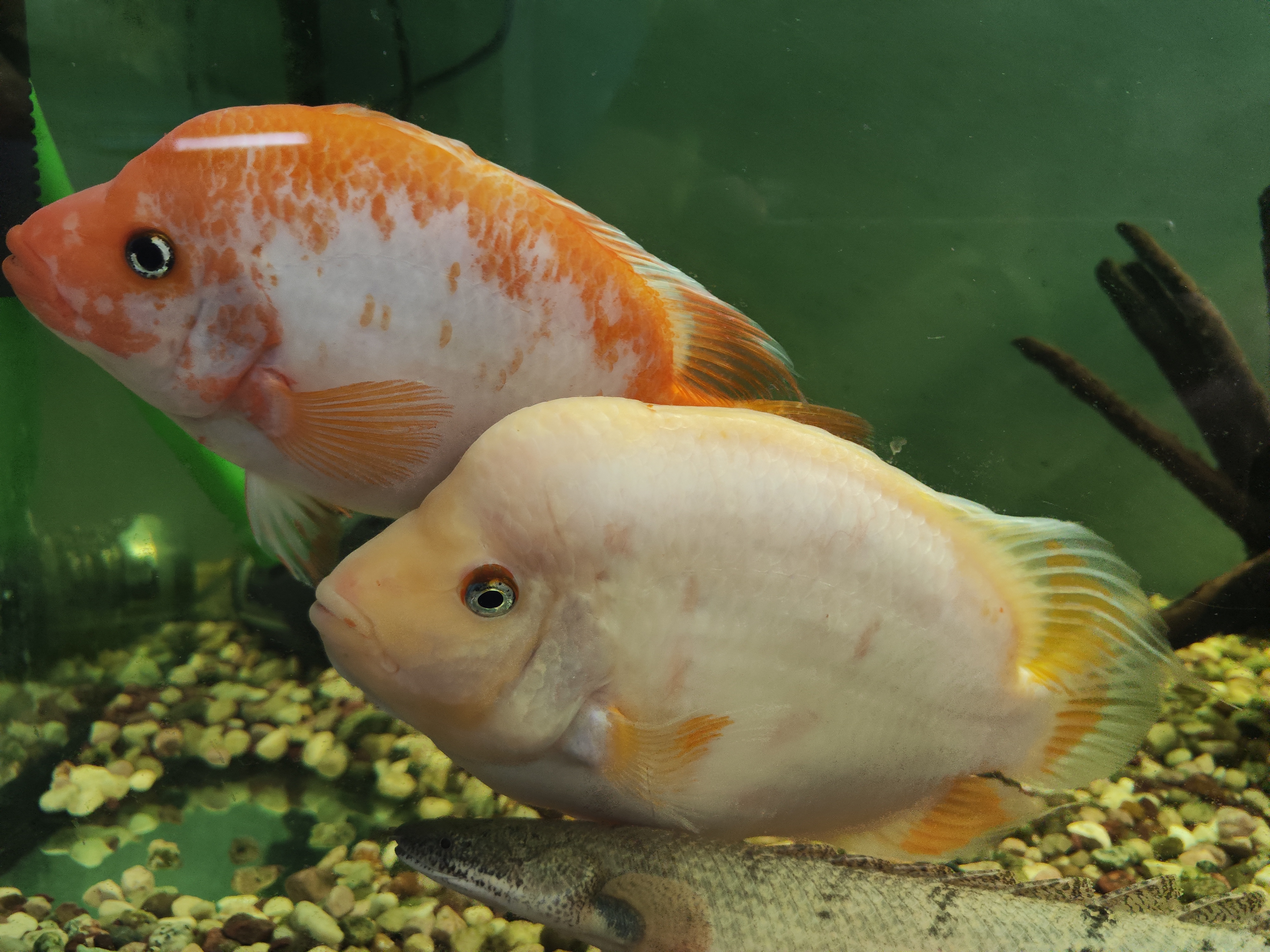 Storalūpis cichlidas (Red devil cichlid)