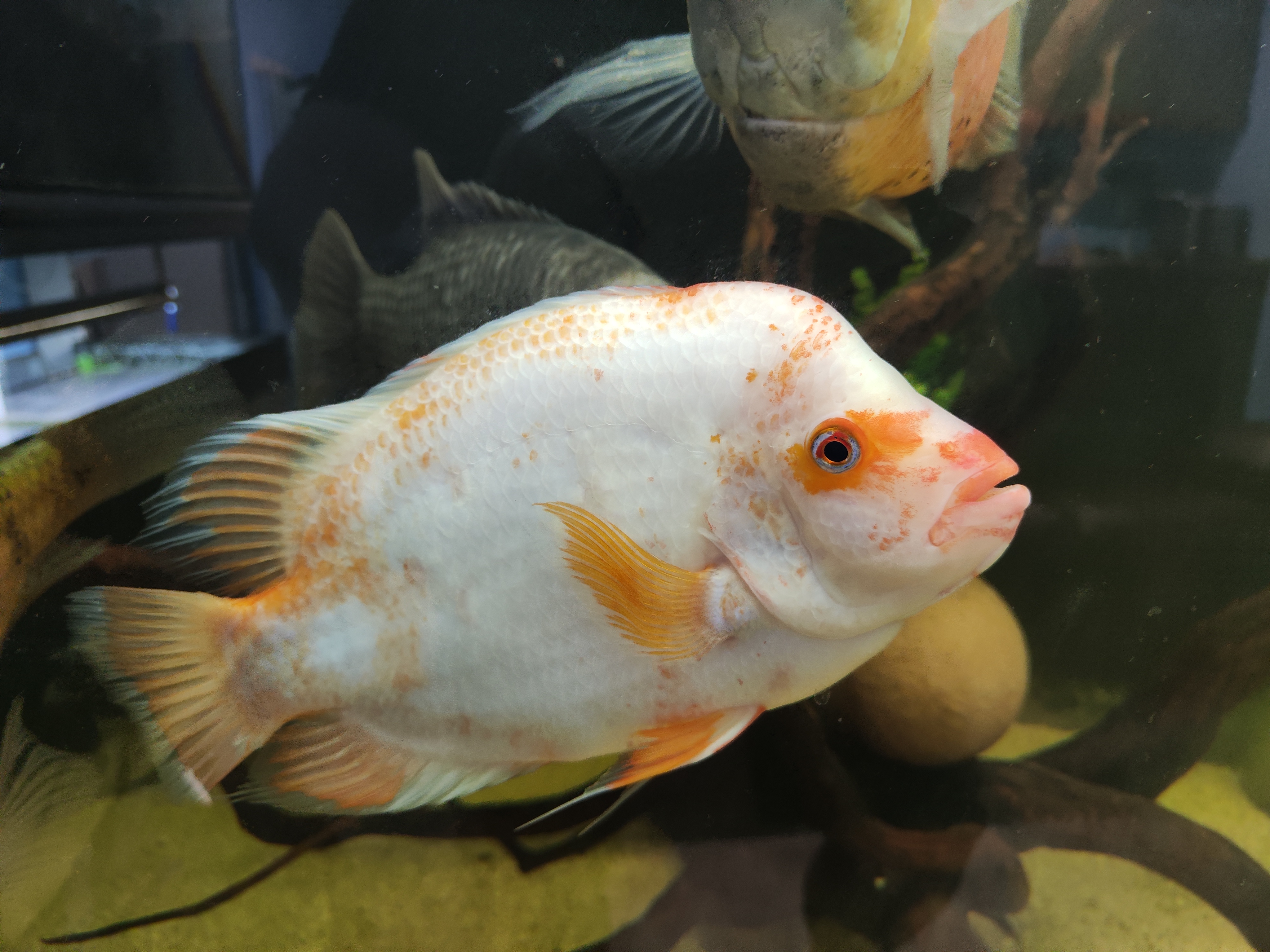 Storalūpis cichlidas (Red devil cichlid)