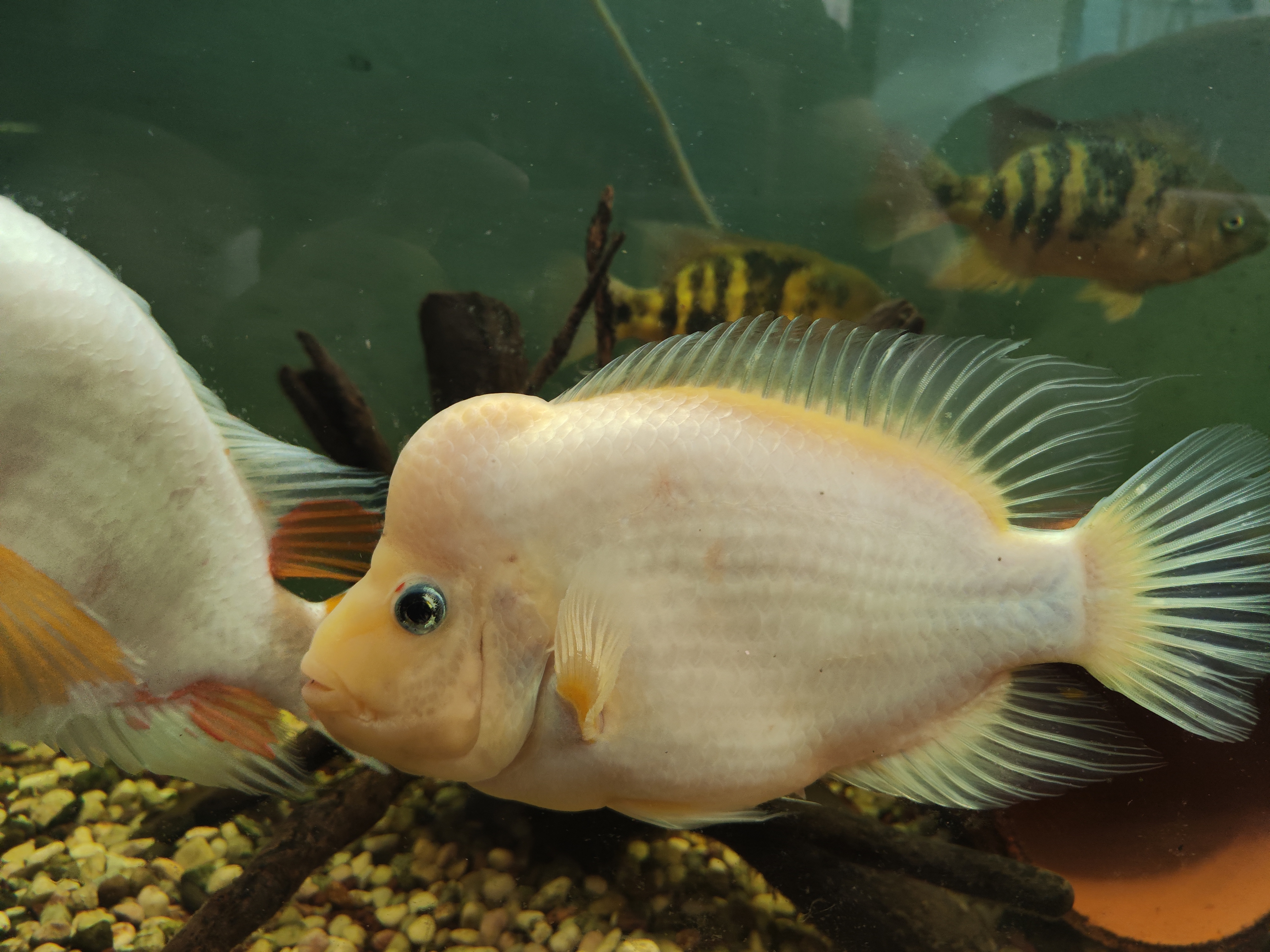 Storalūpis cichlidas (Red devil cichlid)