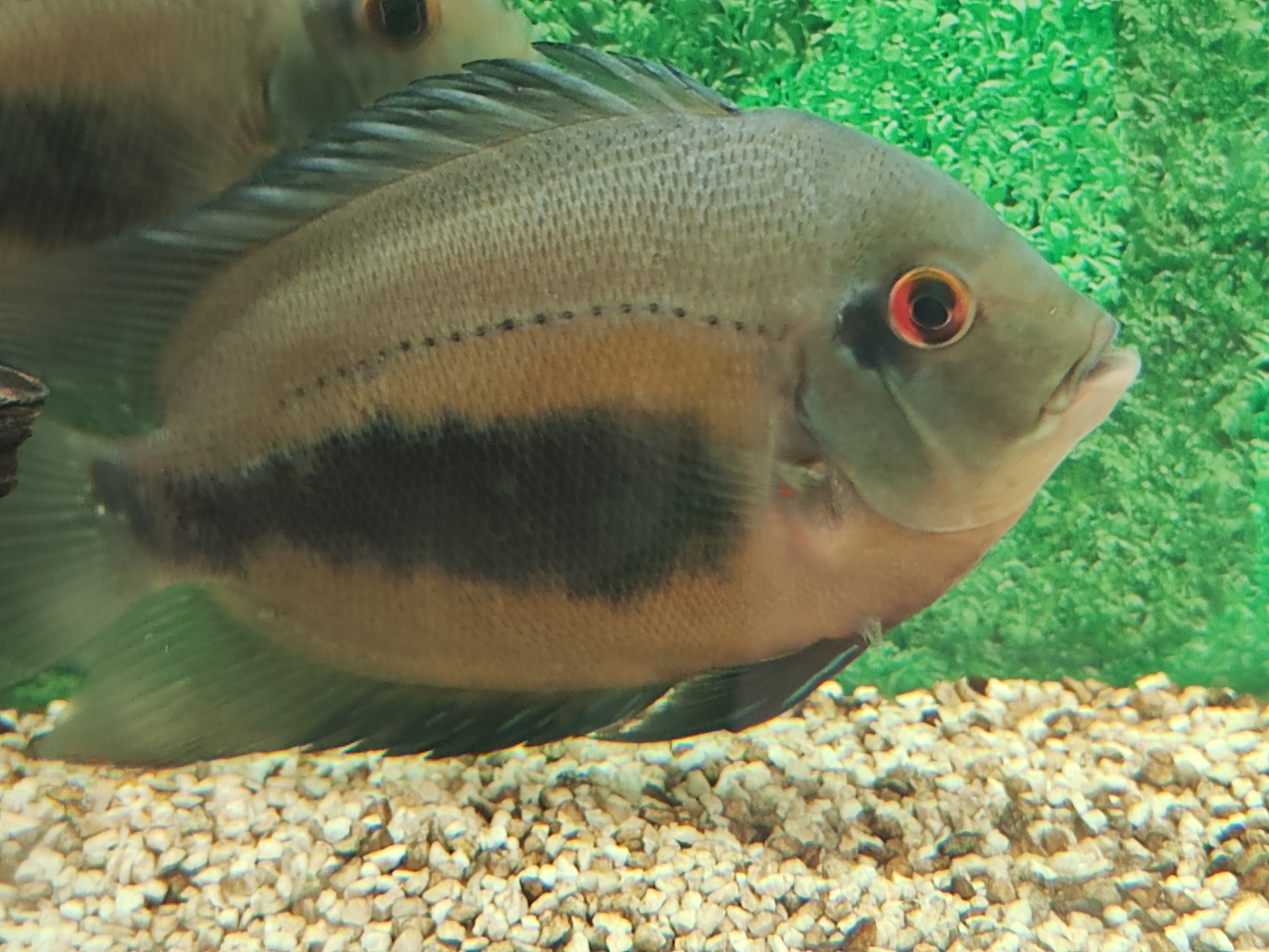 Uaru amphiacanthoides