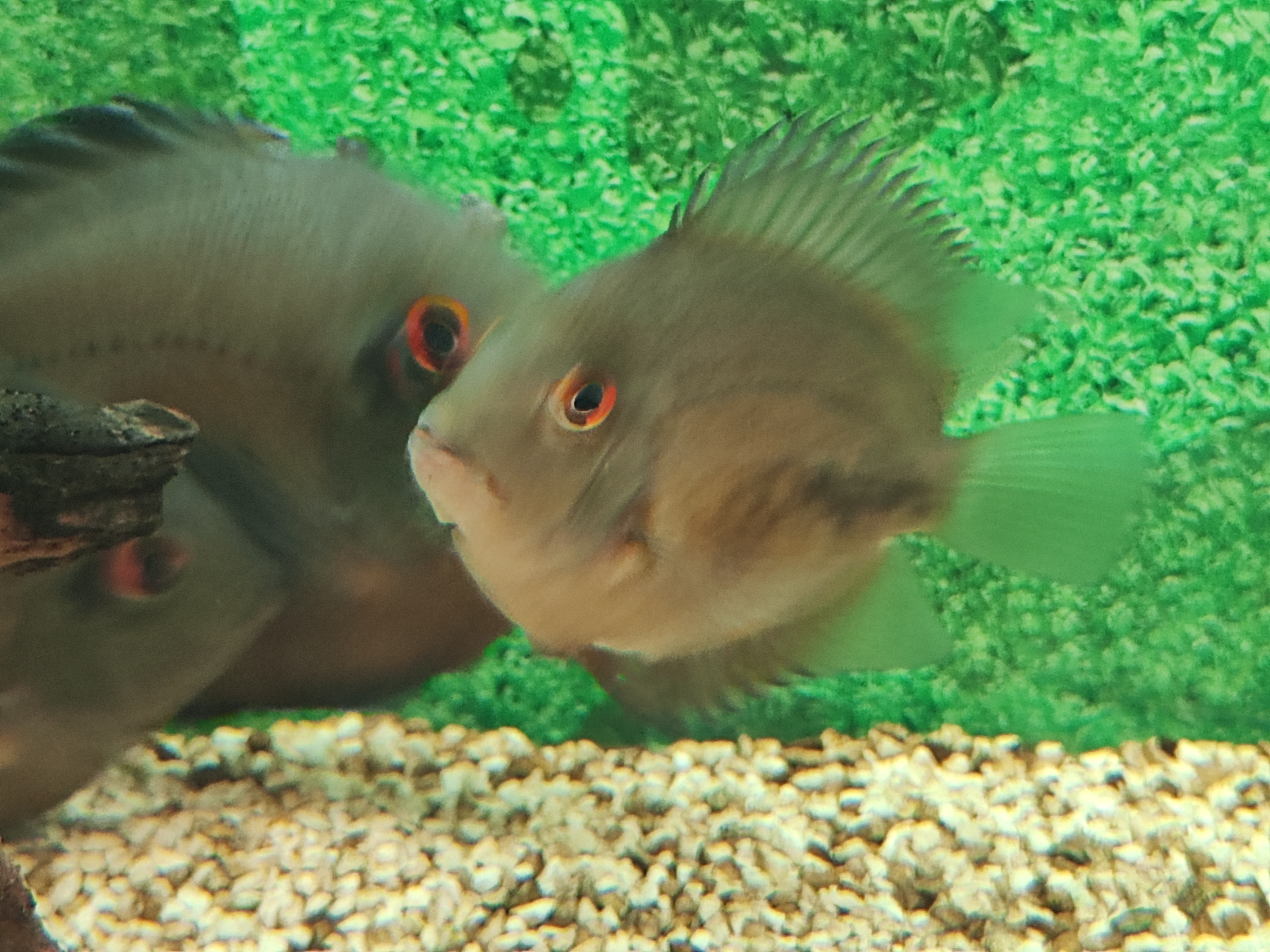 Uaru amphiacanthoides