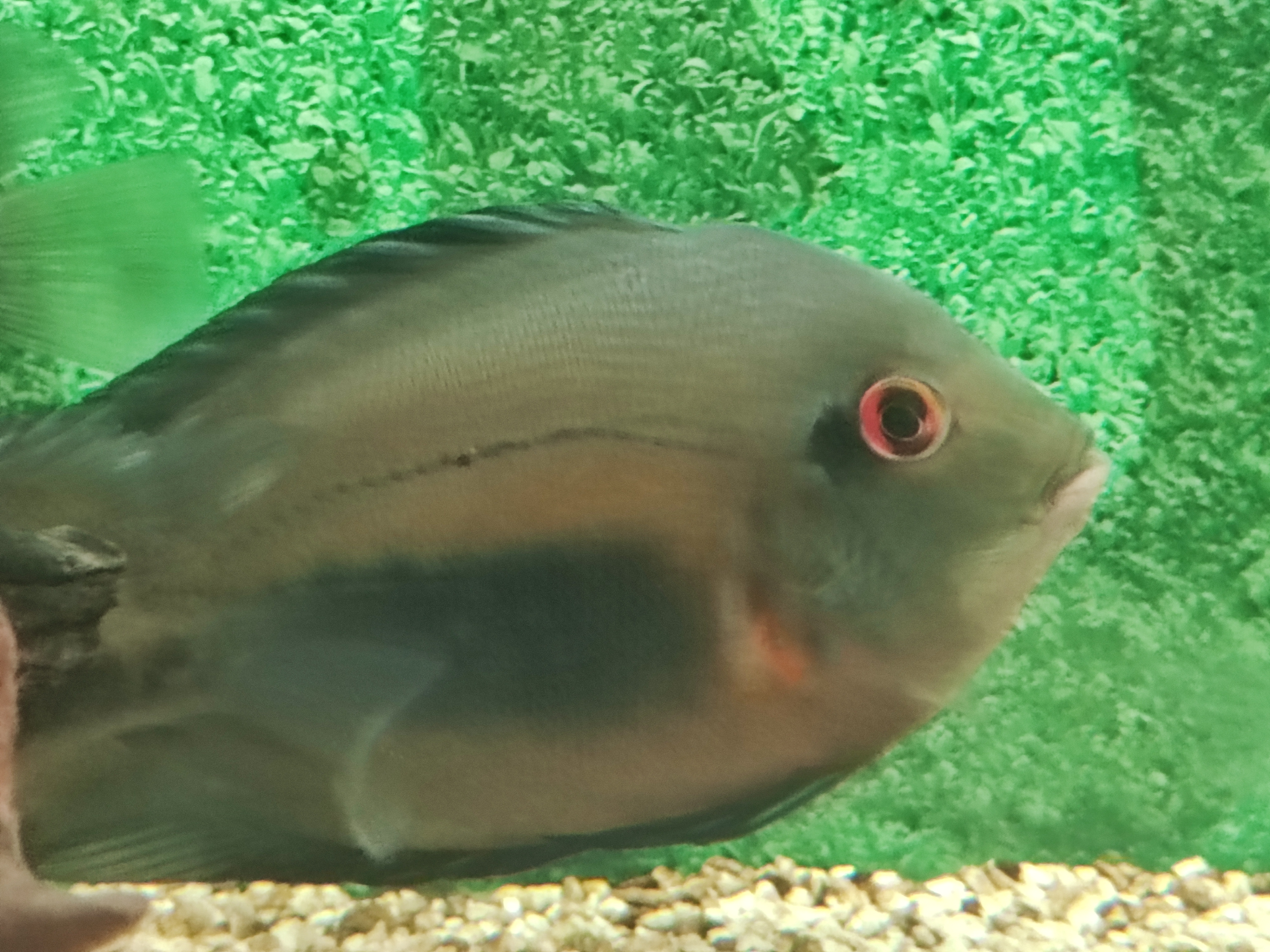 Uaru amphiacanthoides