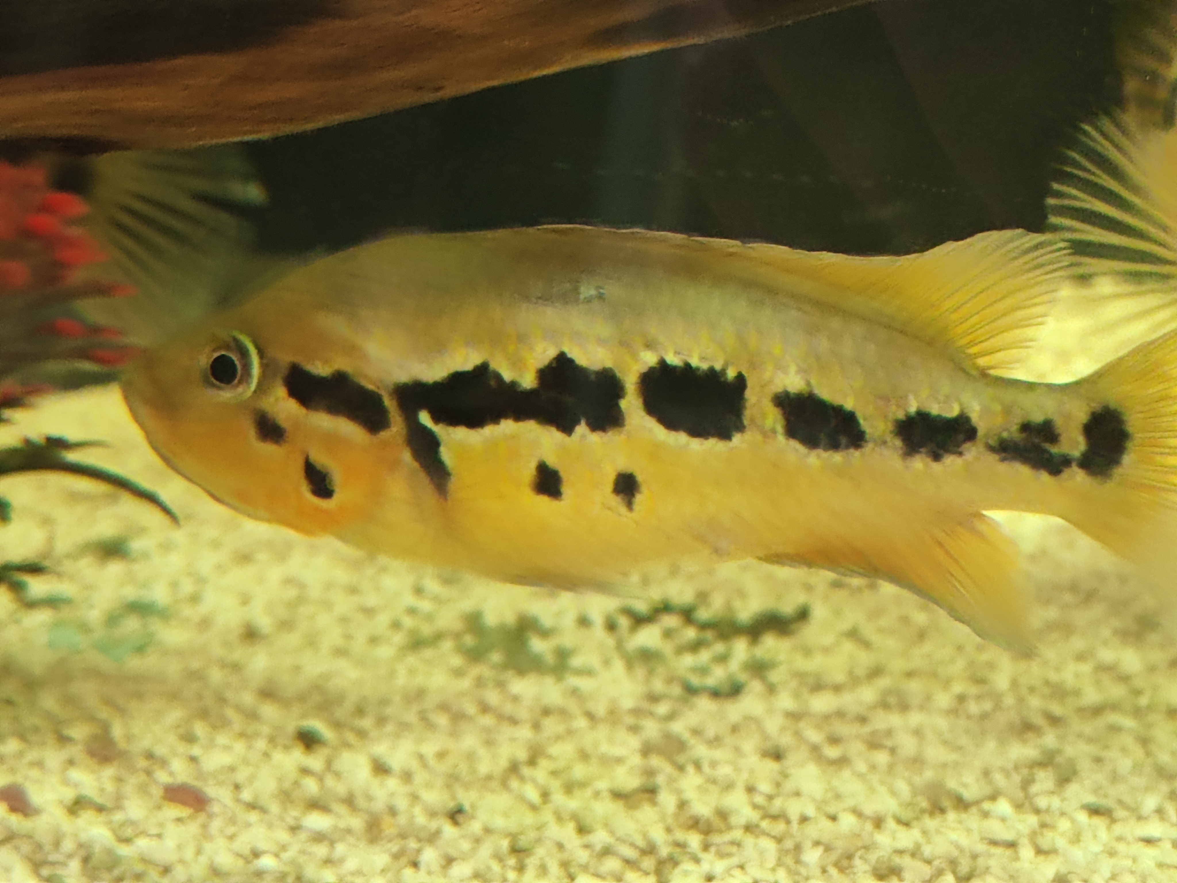 Parachromis motaguensis (false yellowjacket cichlid)