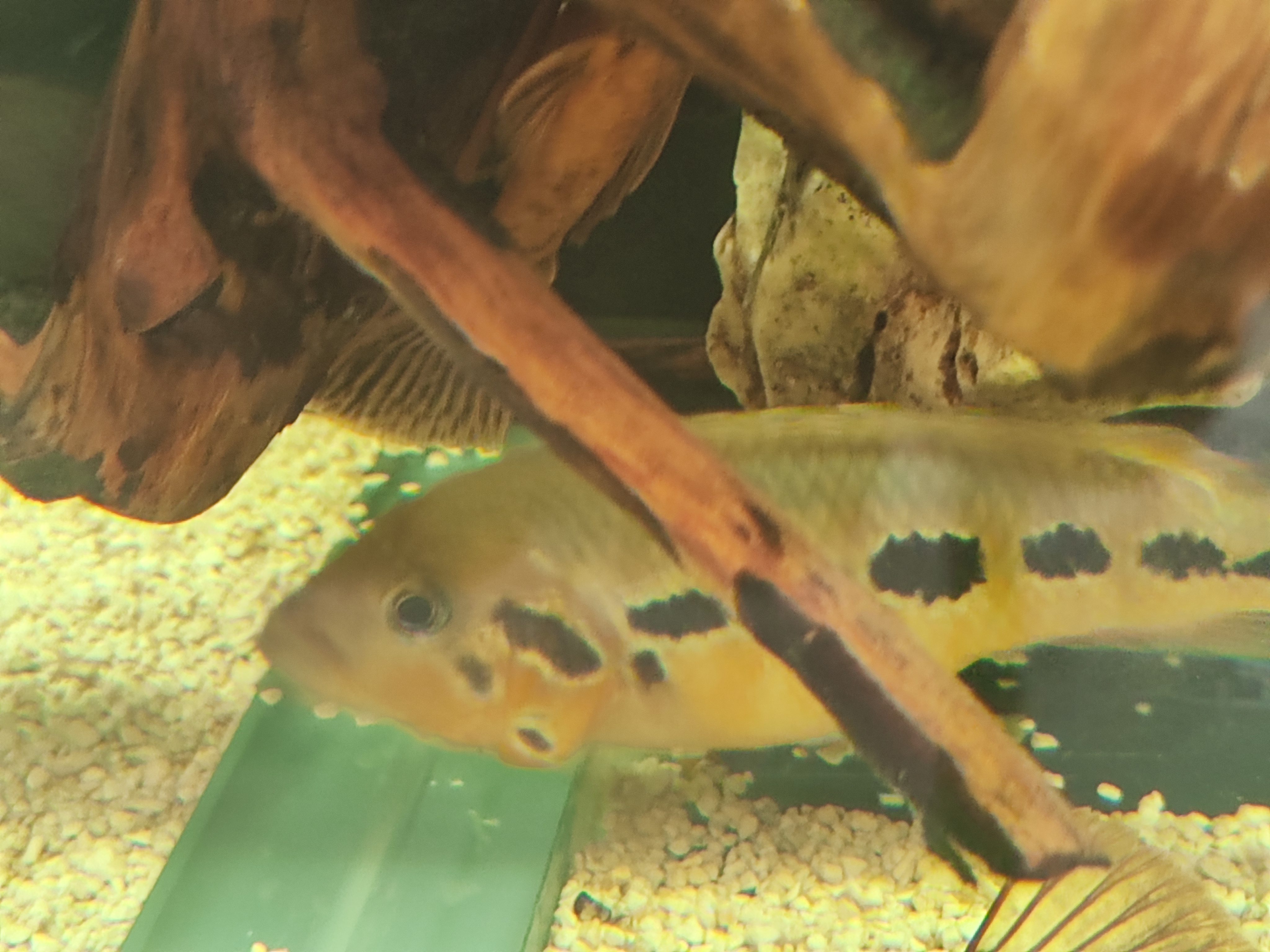 Parachromis motaguensis (false yellowjacket cichlid)