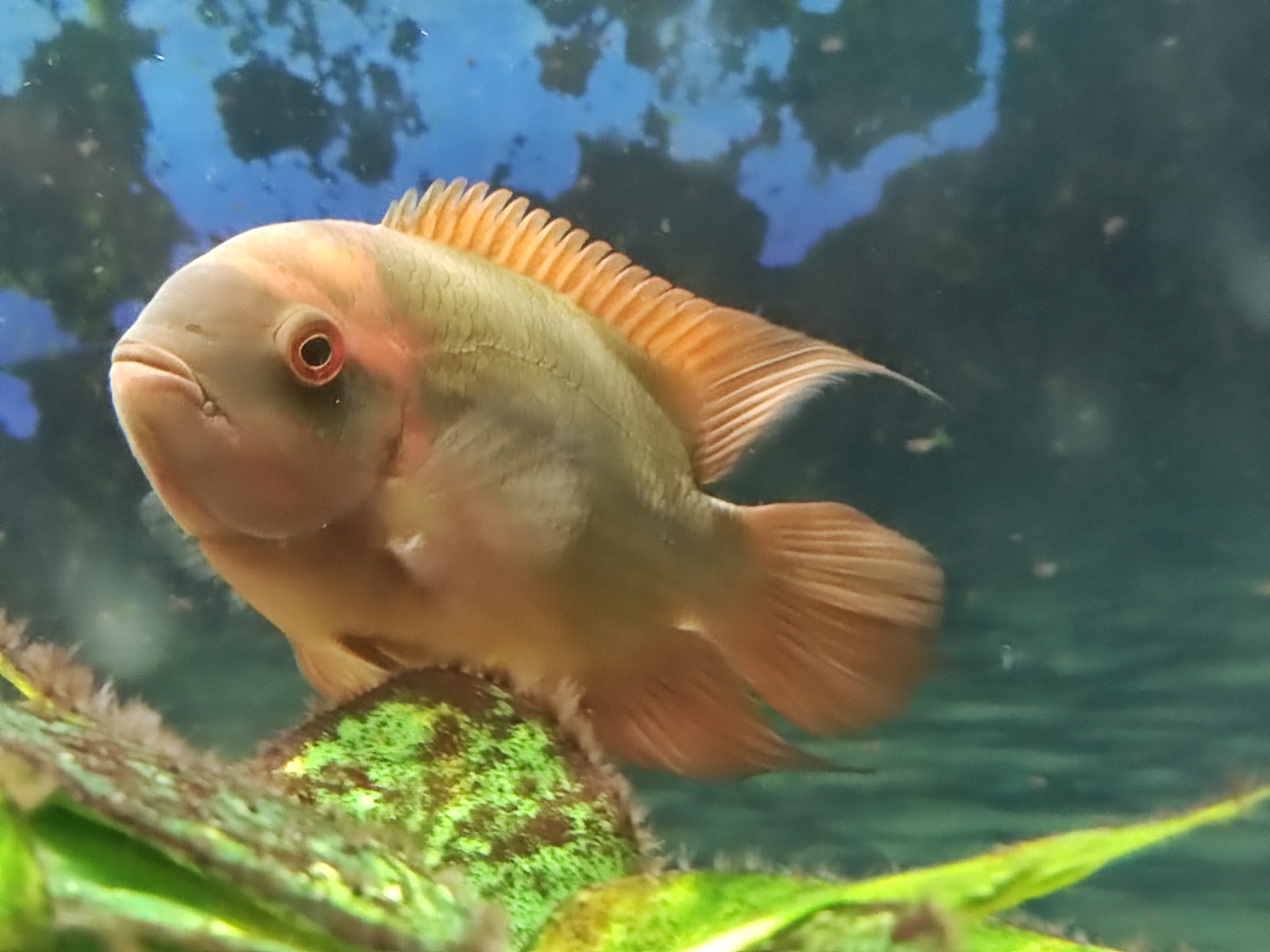 Chocolate Cichlid (Hypselecara temporalis)