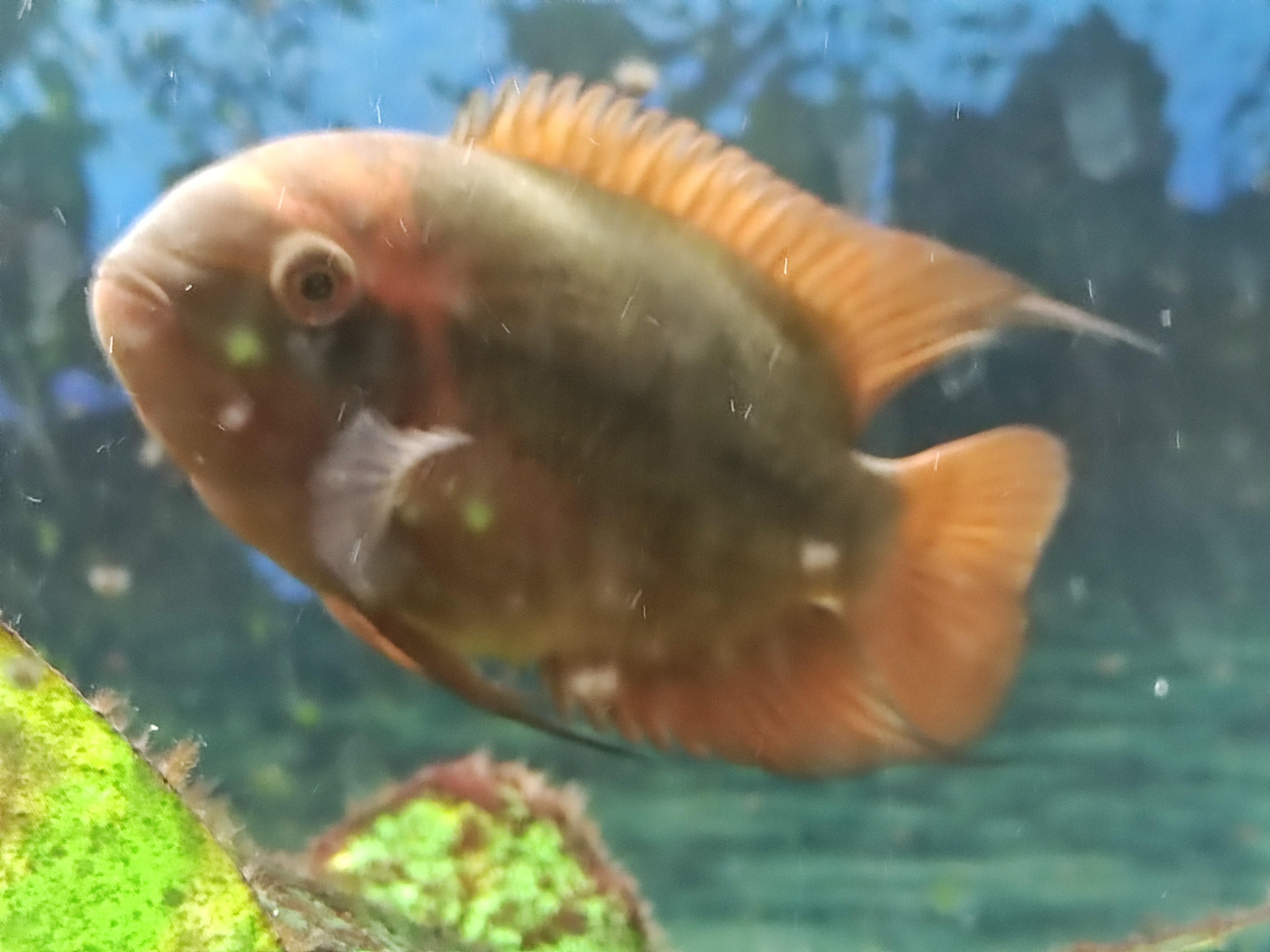 Chocolate Cichlid (Hypselecara temporalis)