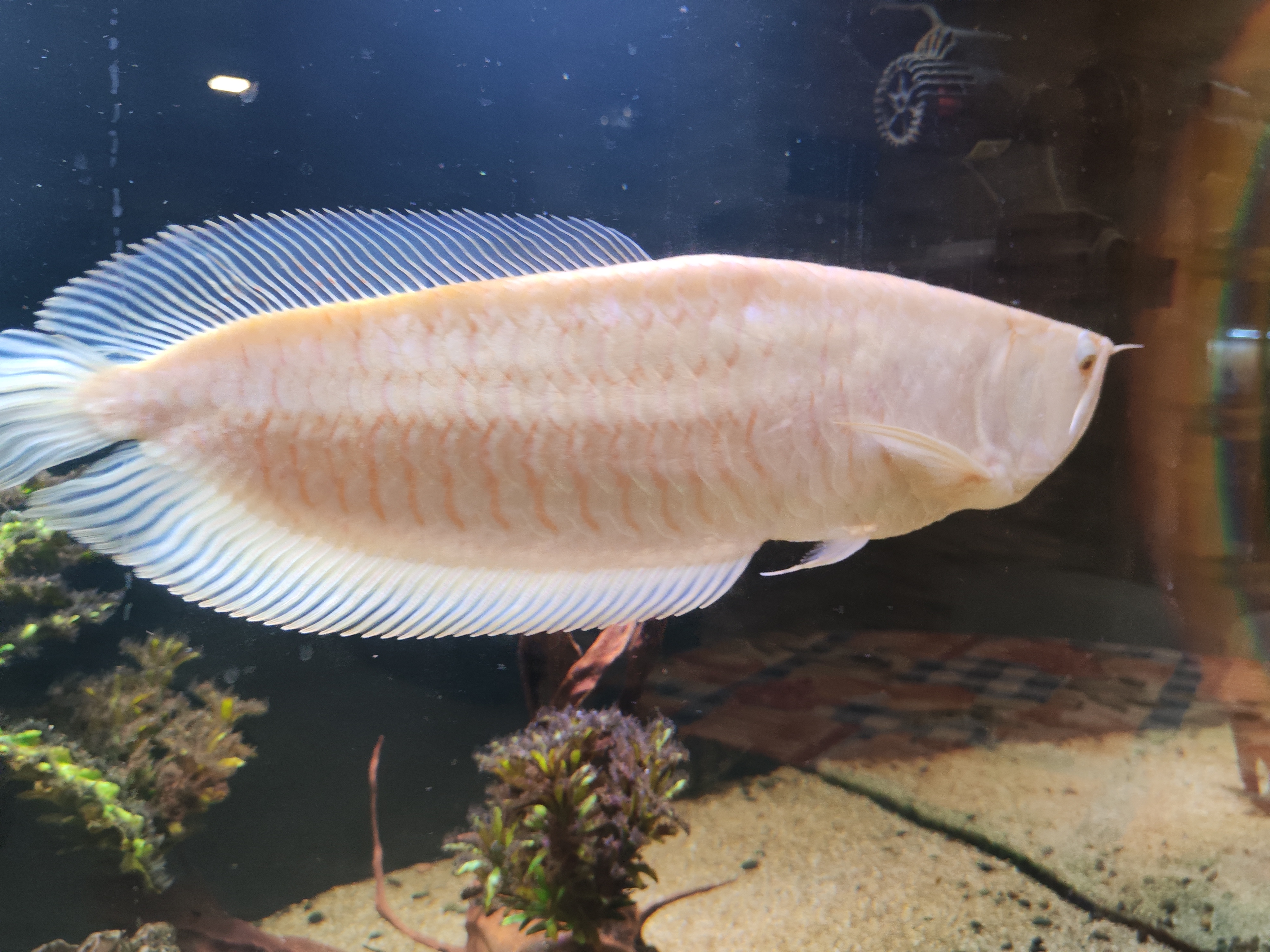 Arowana silver albino