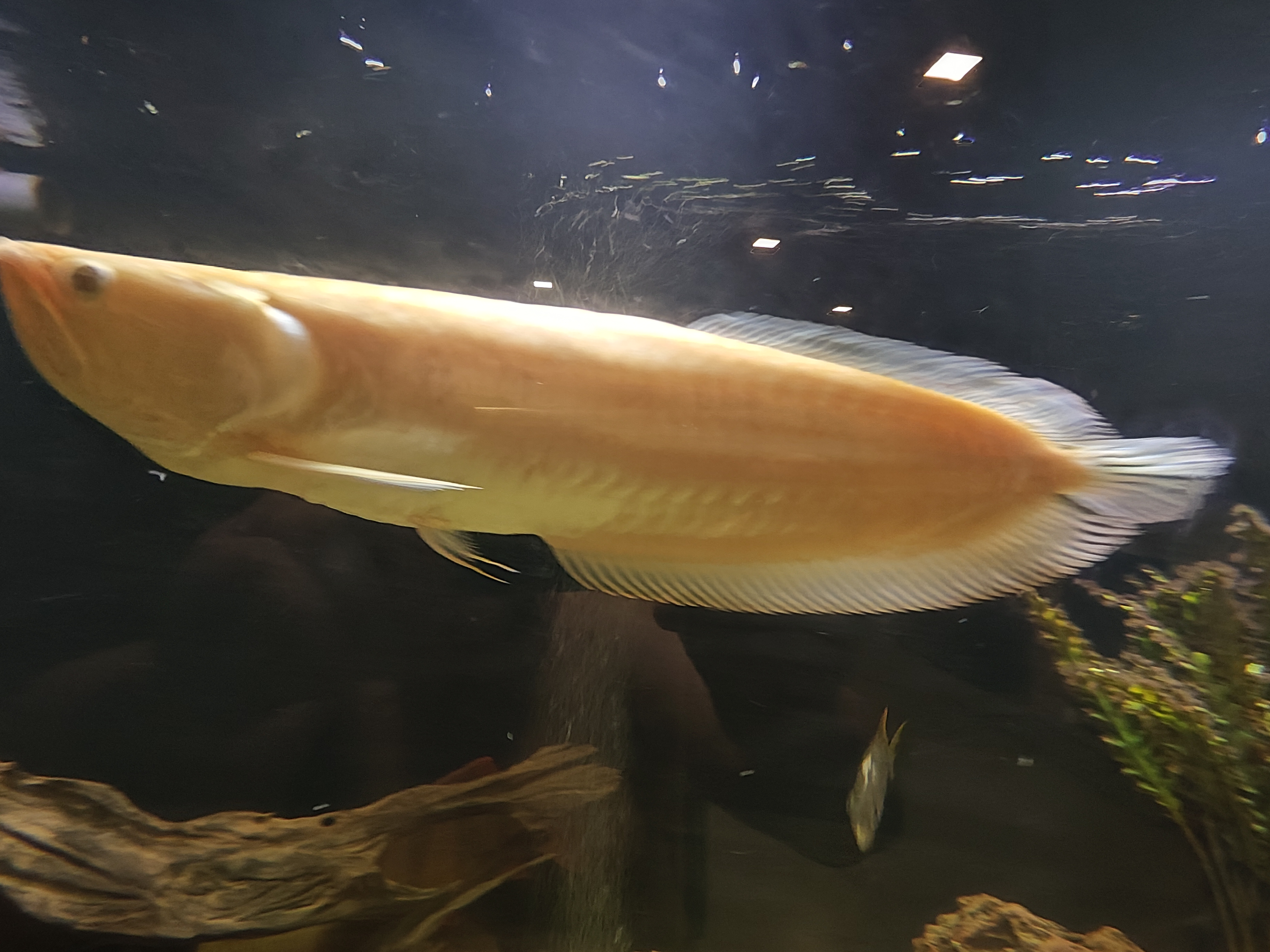 Arowana silver albino