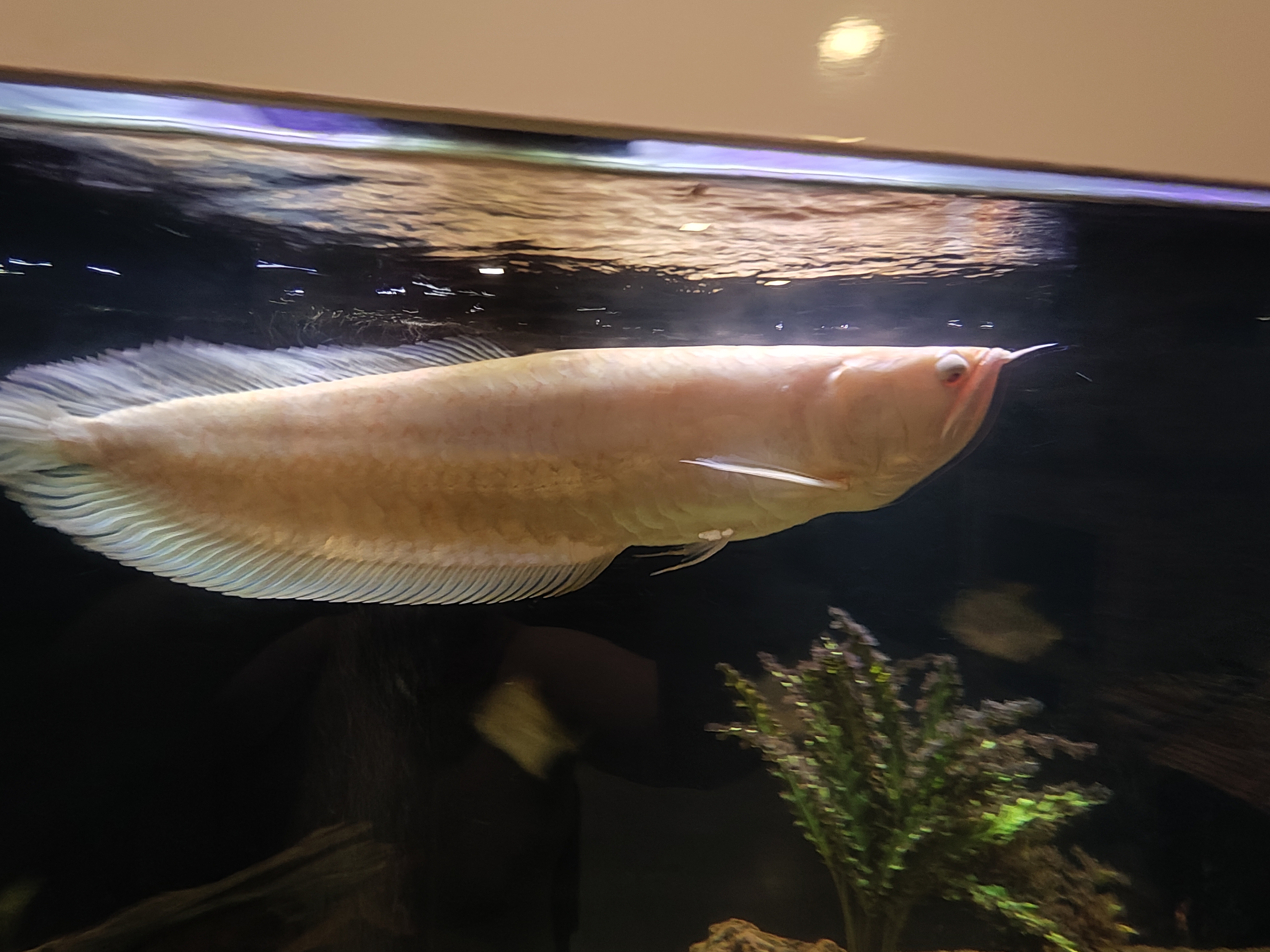 Arowana silver albino