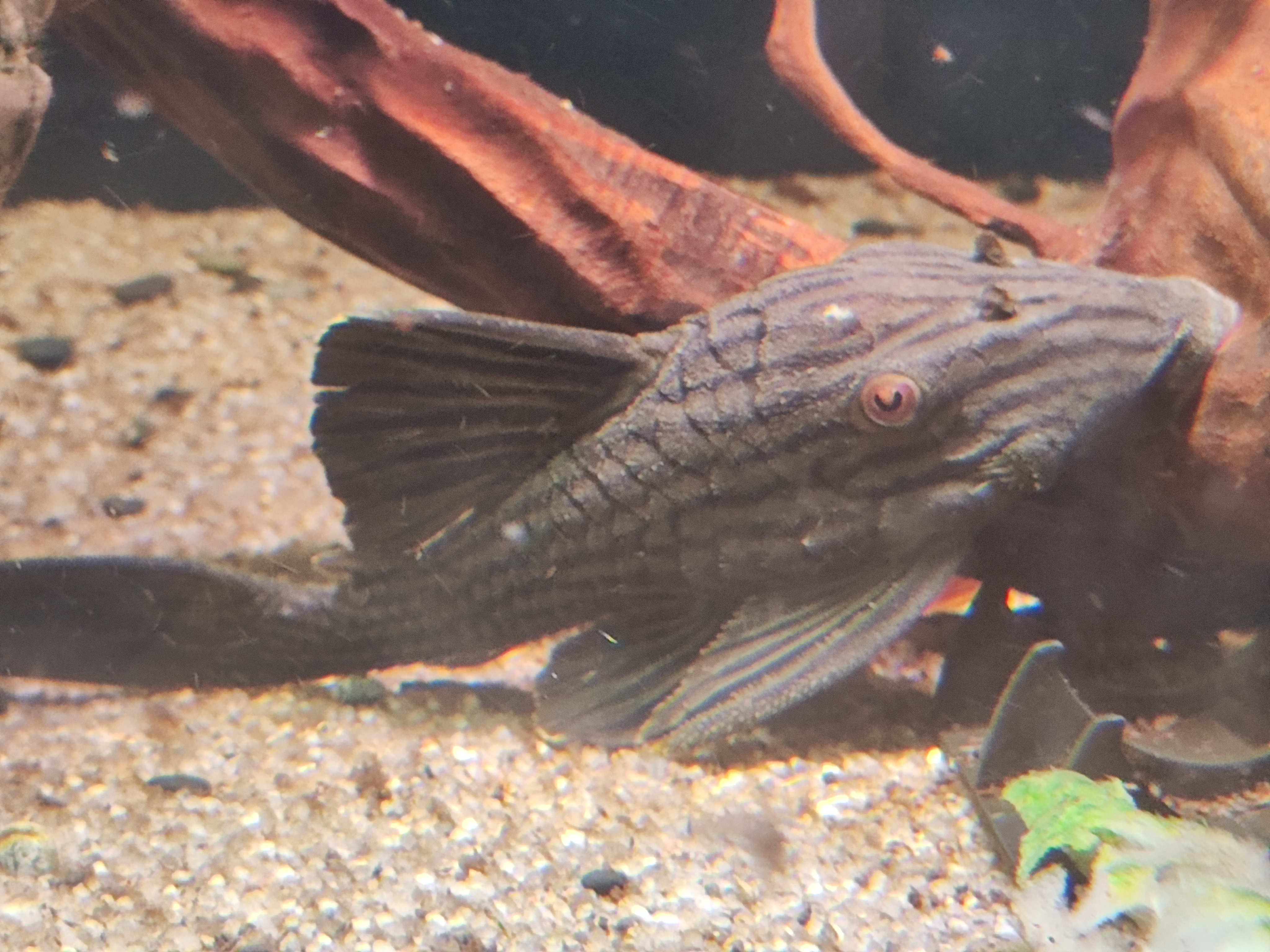 L190 Royal Pleco (Panaque nigrolineatus) šamas