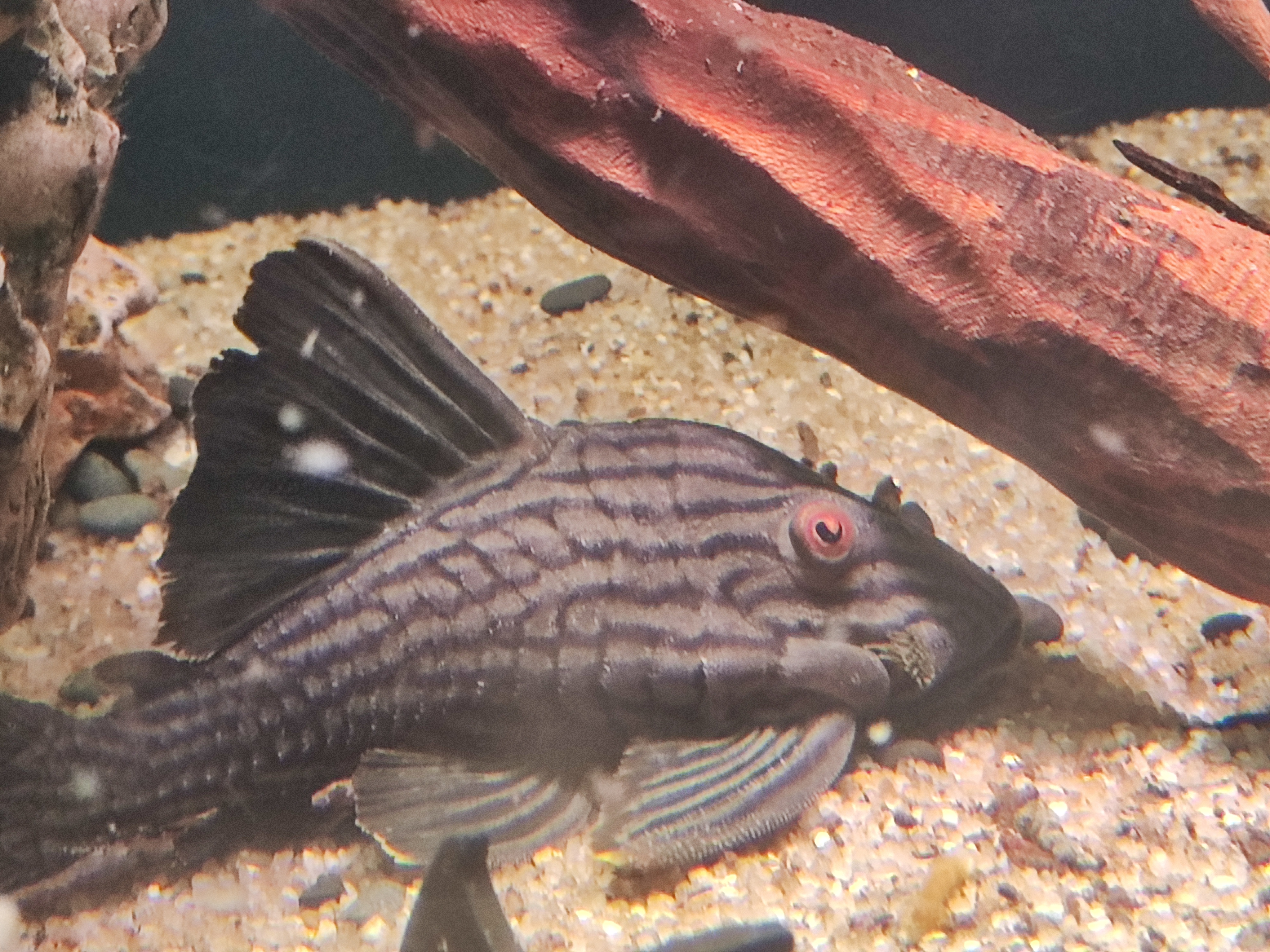 L190 Royal Pleco (Panaque nigrolineatus) šamas