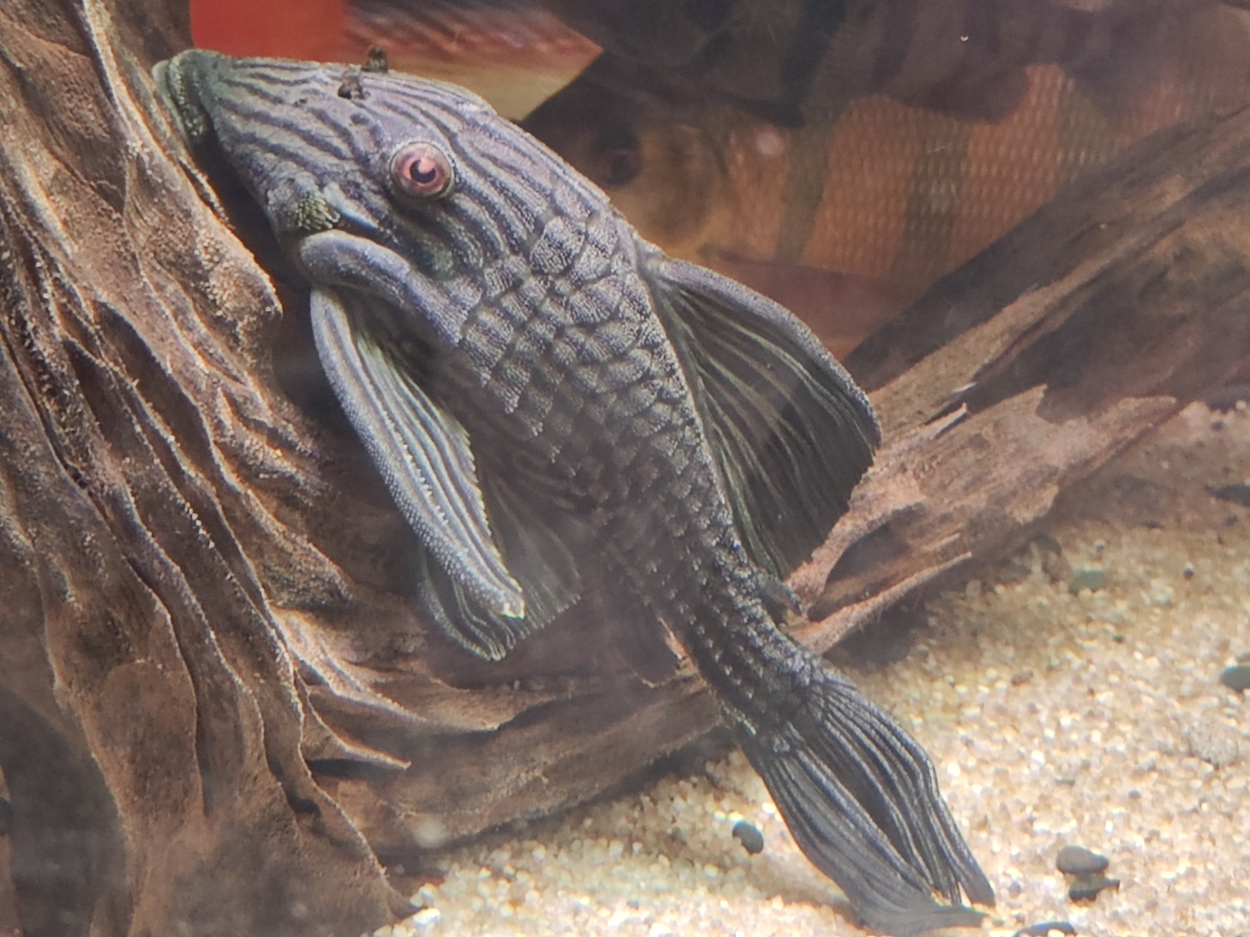 L190 Royal Pleco (Panaque nigrolineatus) šamas
