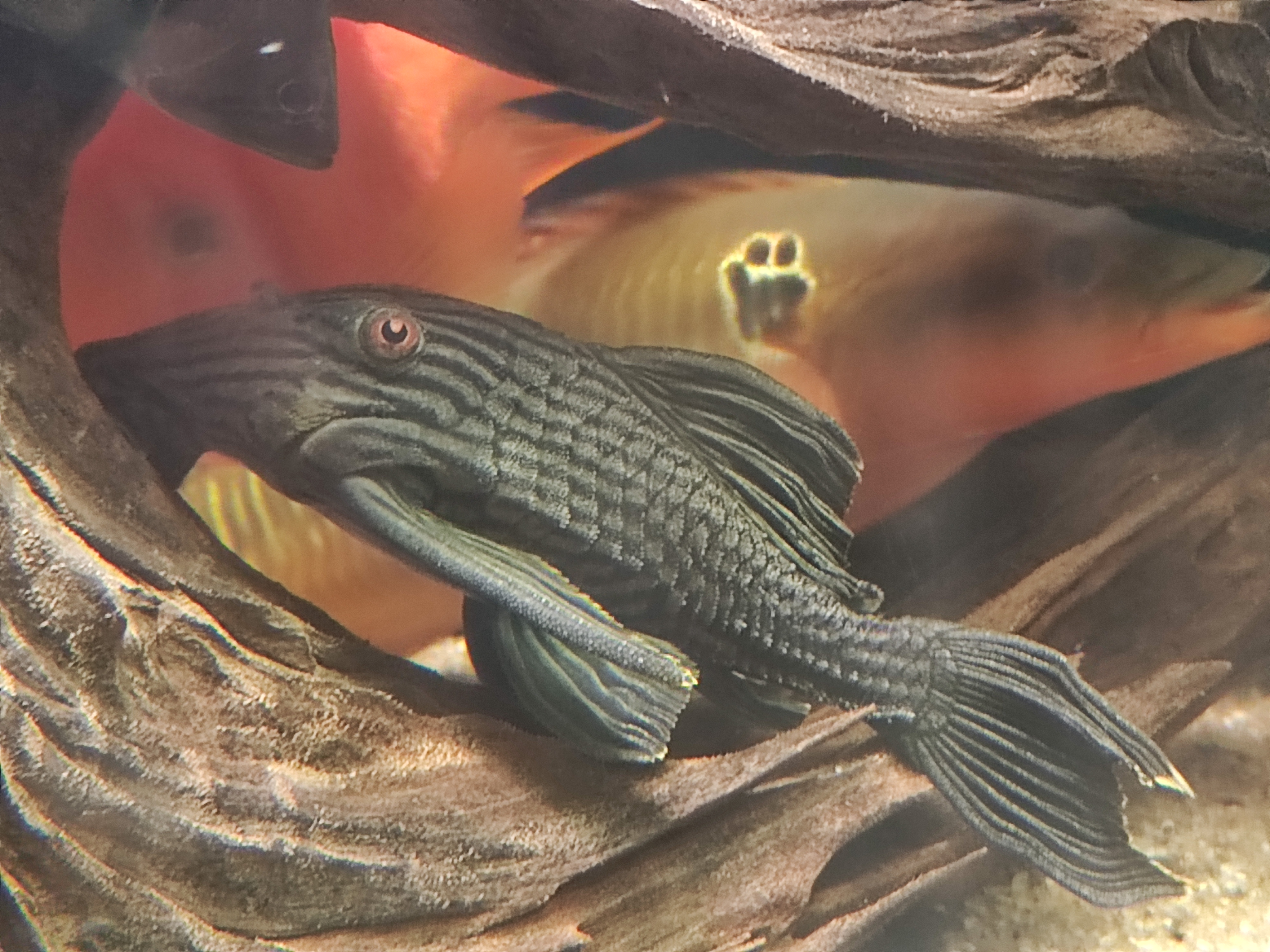 L190 Royal Pleco (Panaque nigrolineatus) šamas
