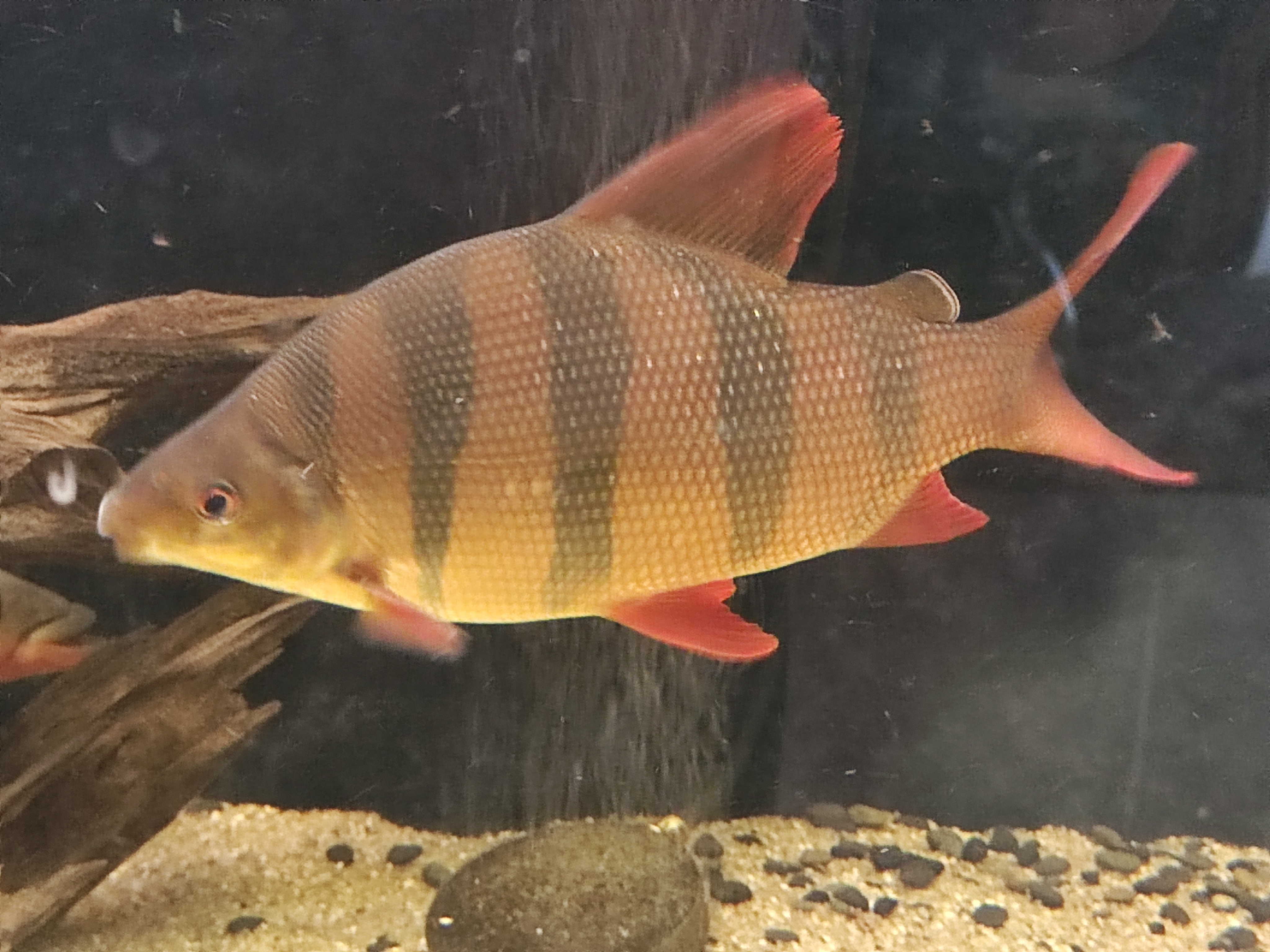 Sixbar Distichodus (Distichodus sexfasciatus)