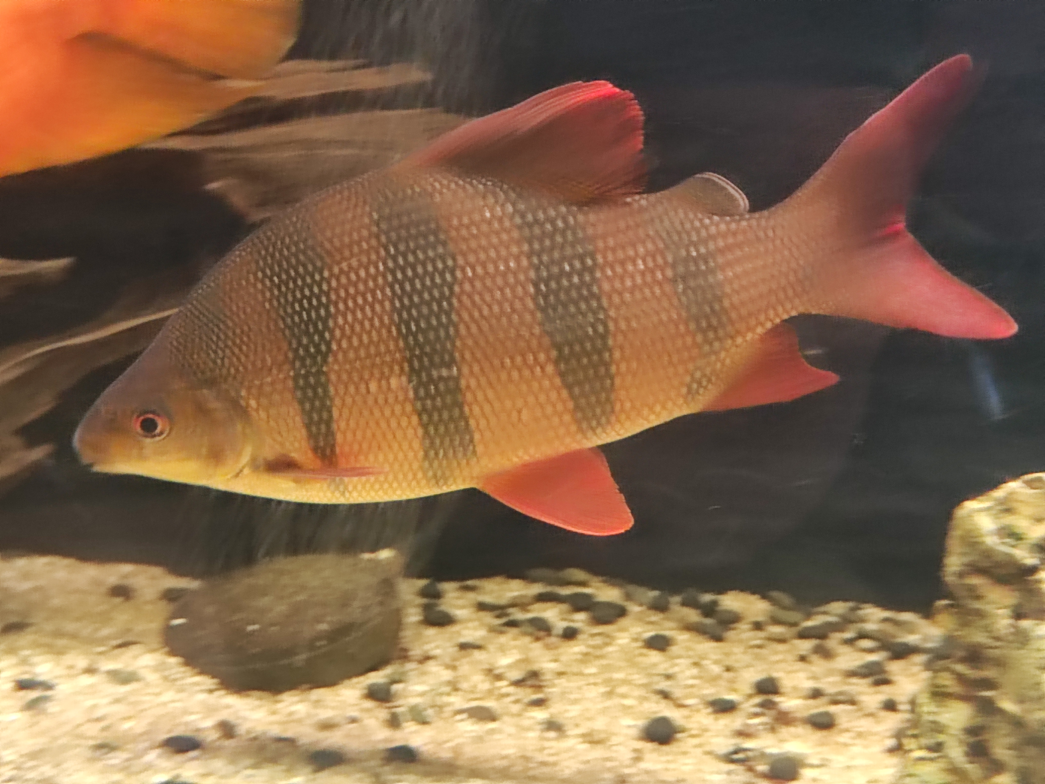 Sixbar Distichodus (Distichodus sexfasciatus)