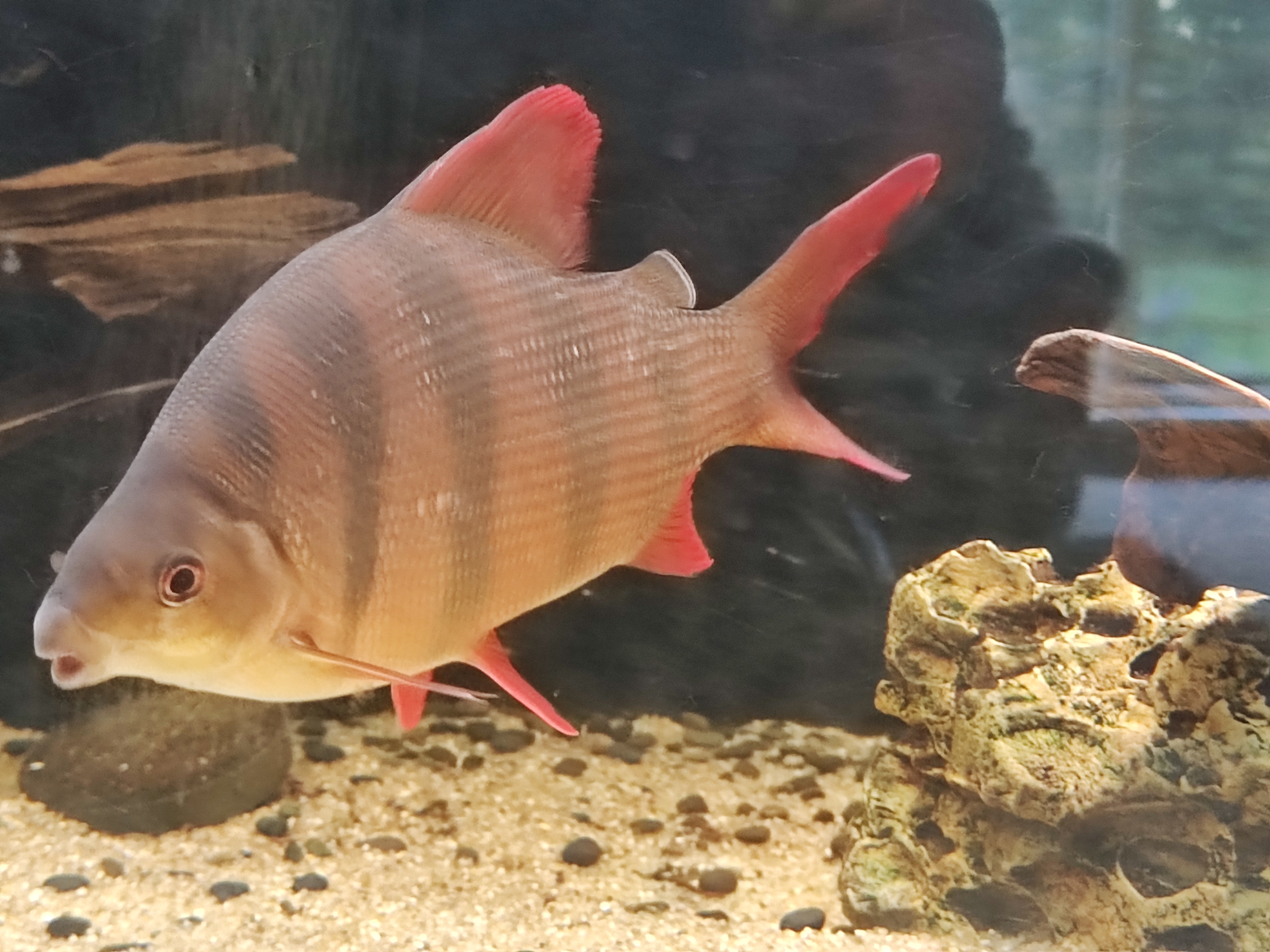 Sixbar Distichodus (Distichodus sexfasciatus)