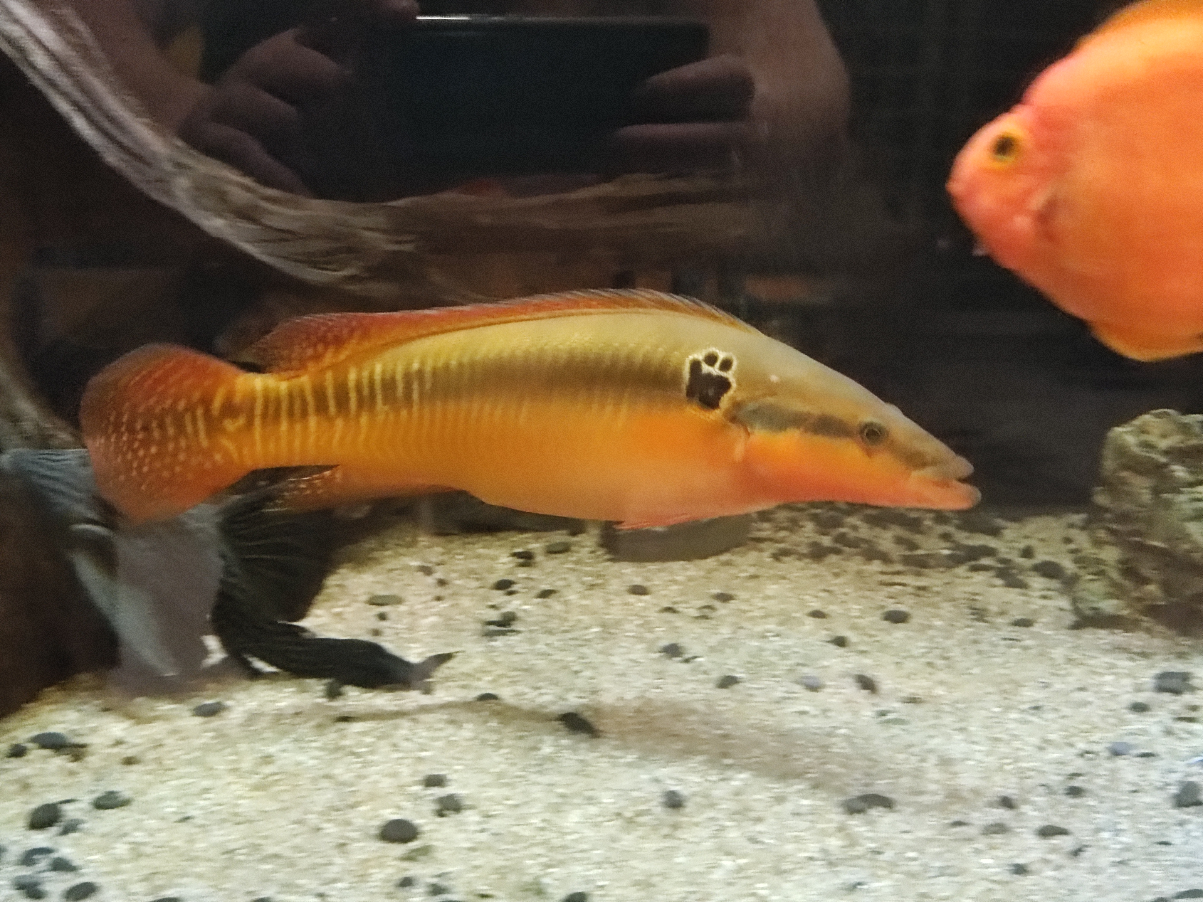 Crenicichla zebrina (Zebra Pike Cichlid)