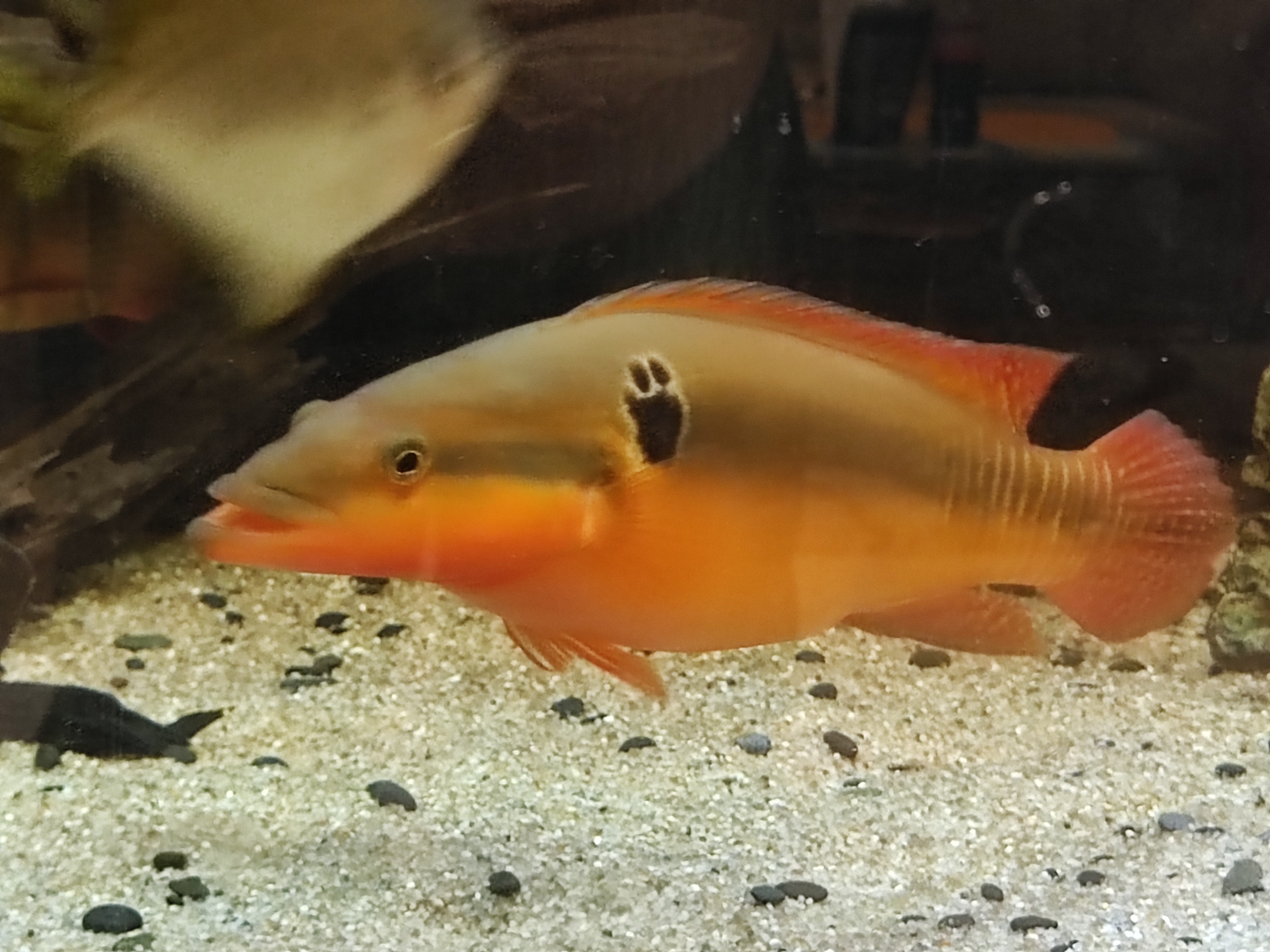 Crenicichla zebrina (Zebra Pike Cichlid)