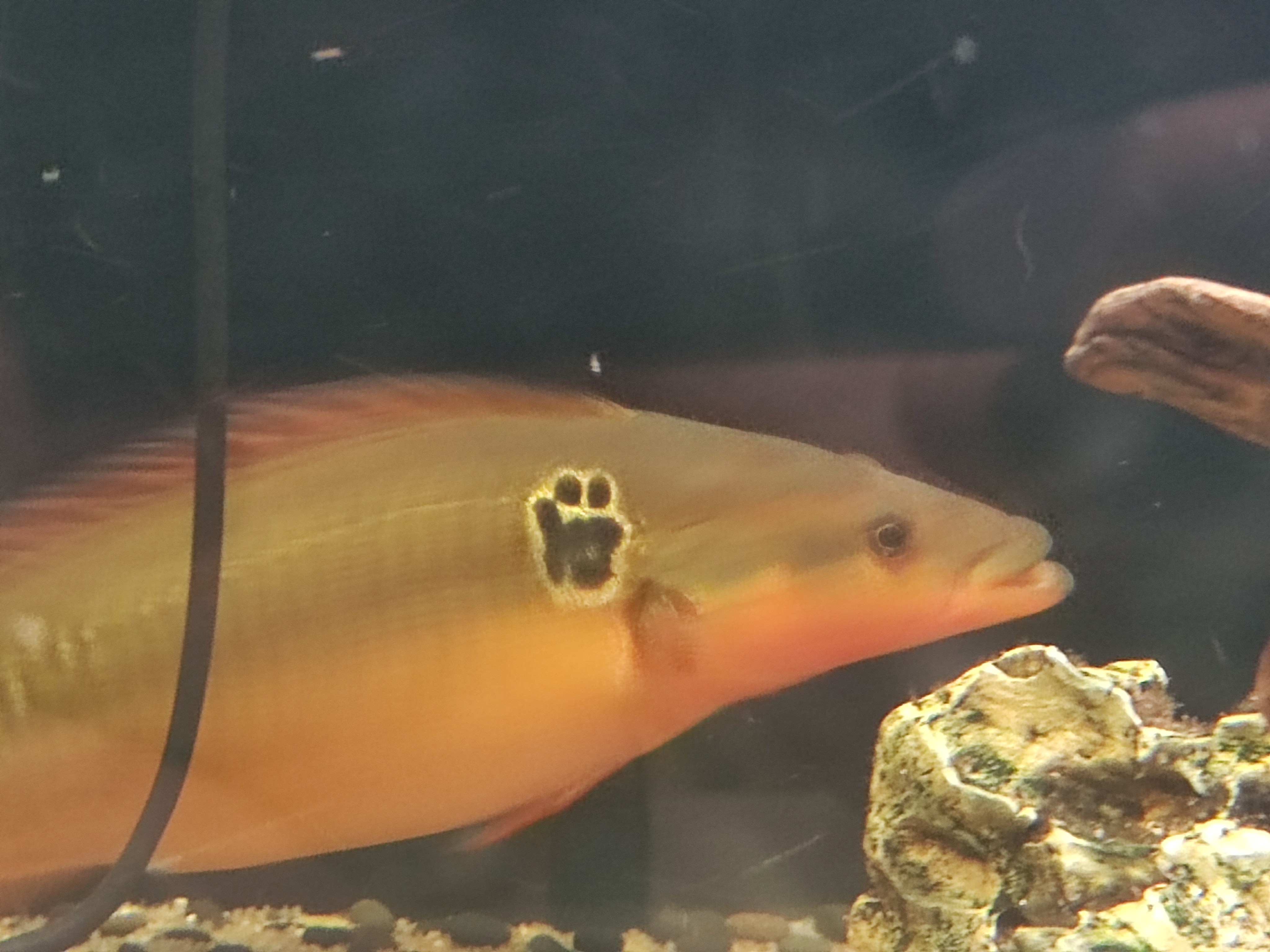 Crenicichla zebrina (Zebra Pike Cichlid)