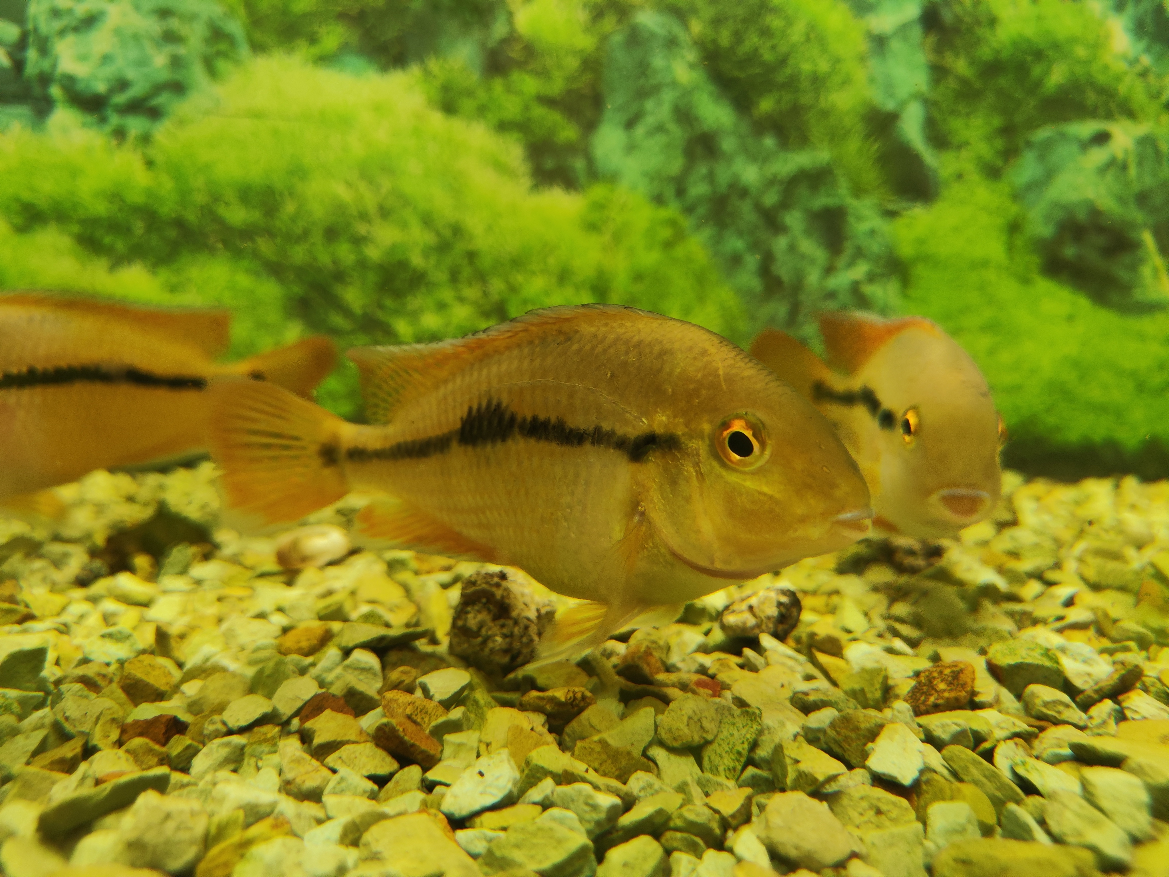 Nicaragua Cichlid (Nikaragvos ciklidas)
