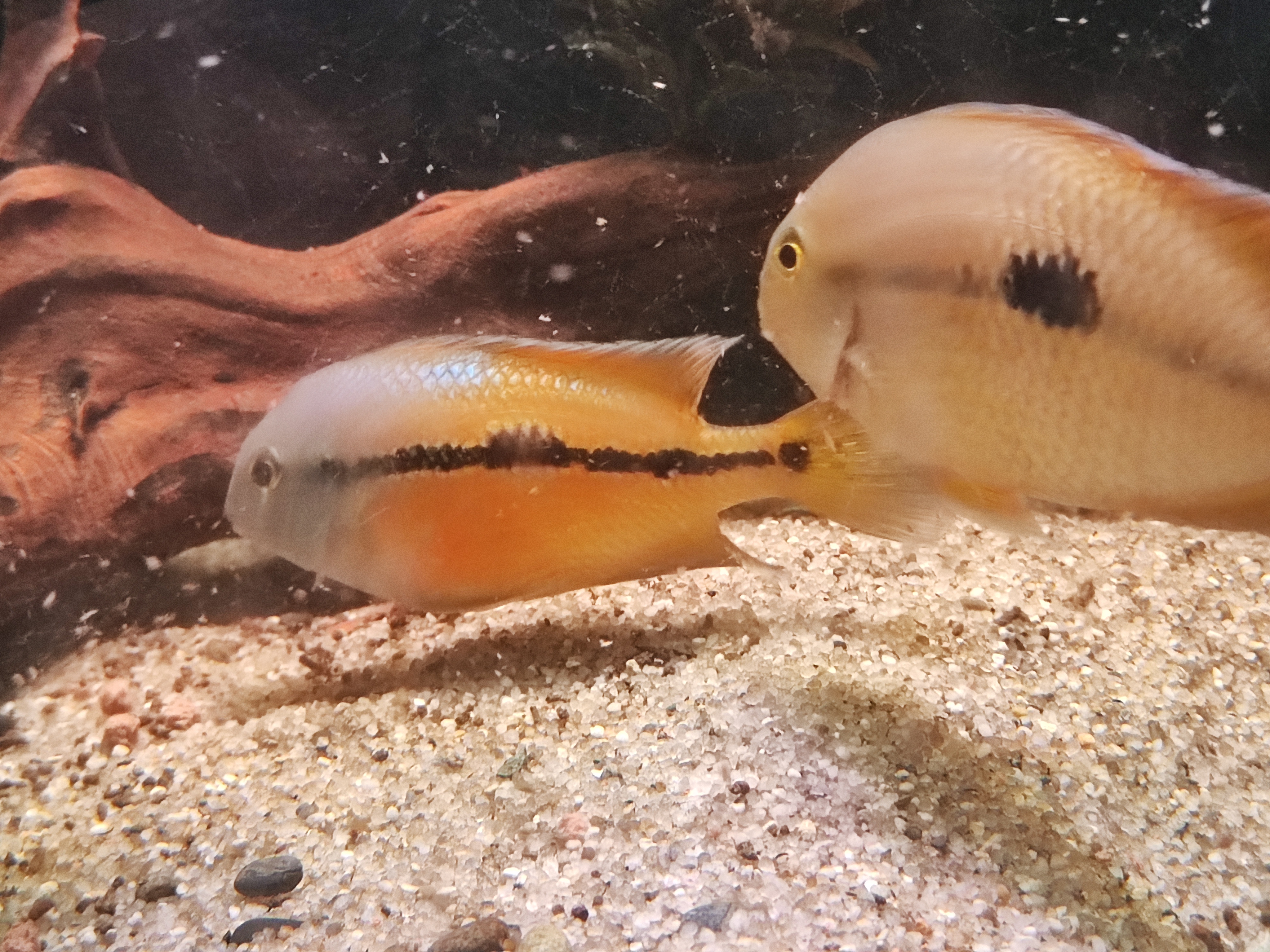 Nicaragua Cichlid (Nikaragvos ciklidas)