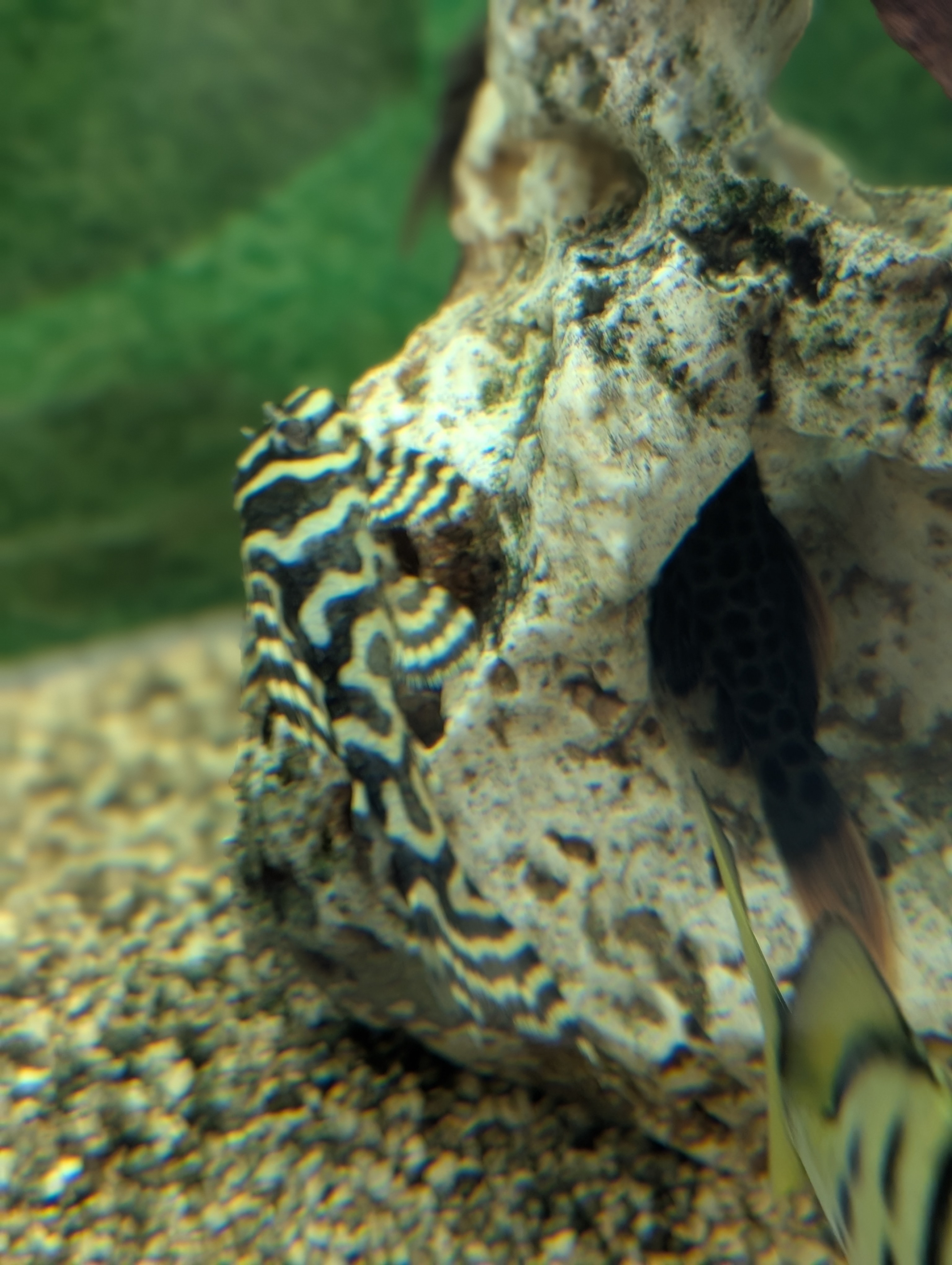 Šamas L236 pleco (Cracked Zebra pleco)