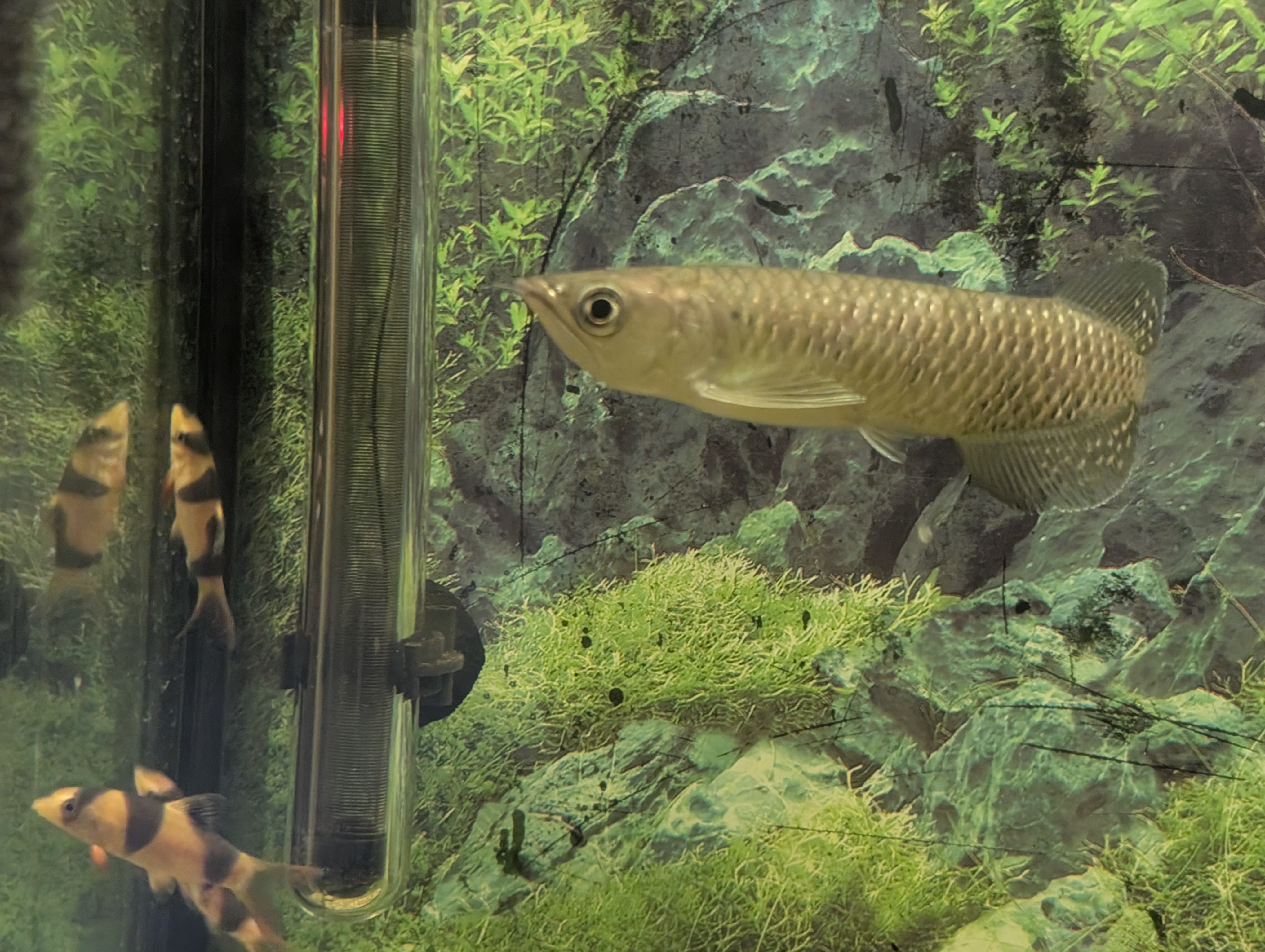 Arowana jardini
