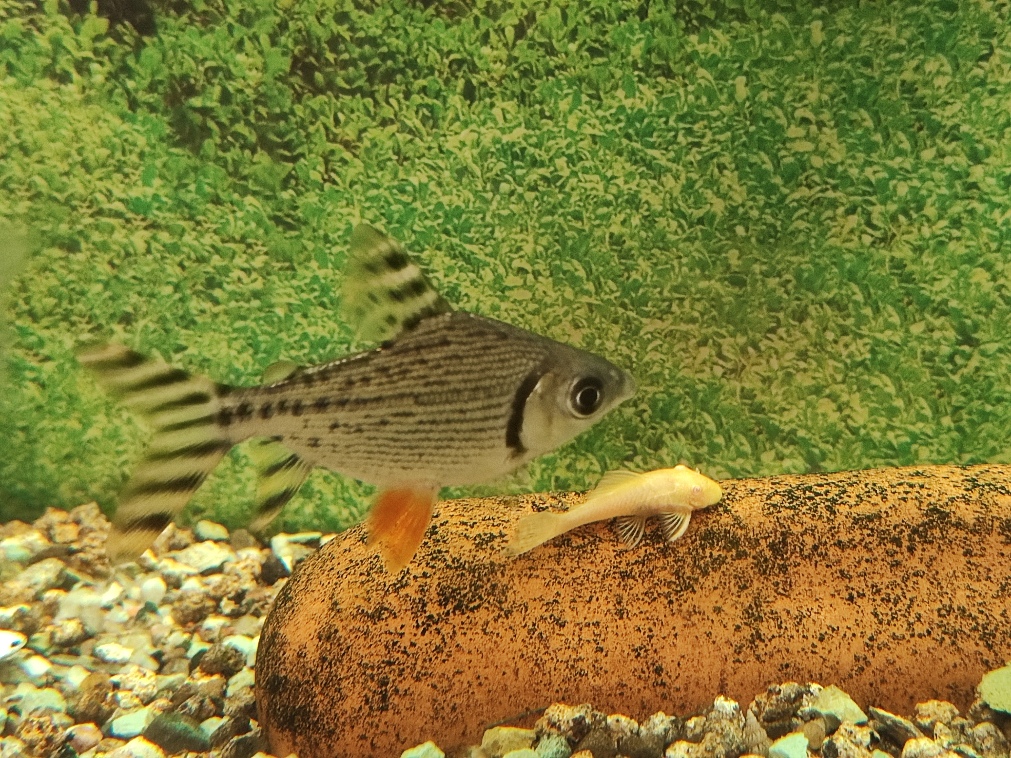 Flagtail (Semaprochilodus taeniurus)