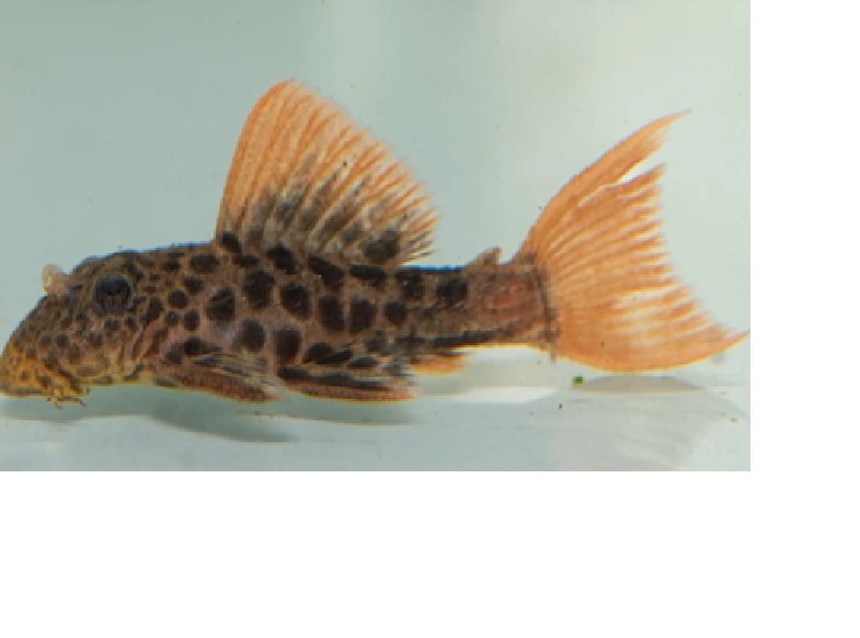 Šamas eL600 (Lopard Cactus Pleco)