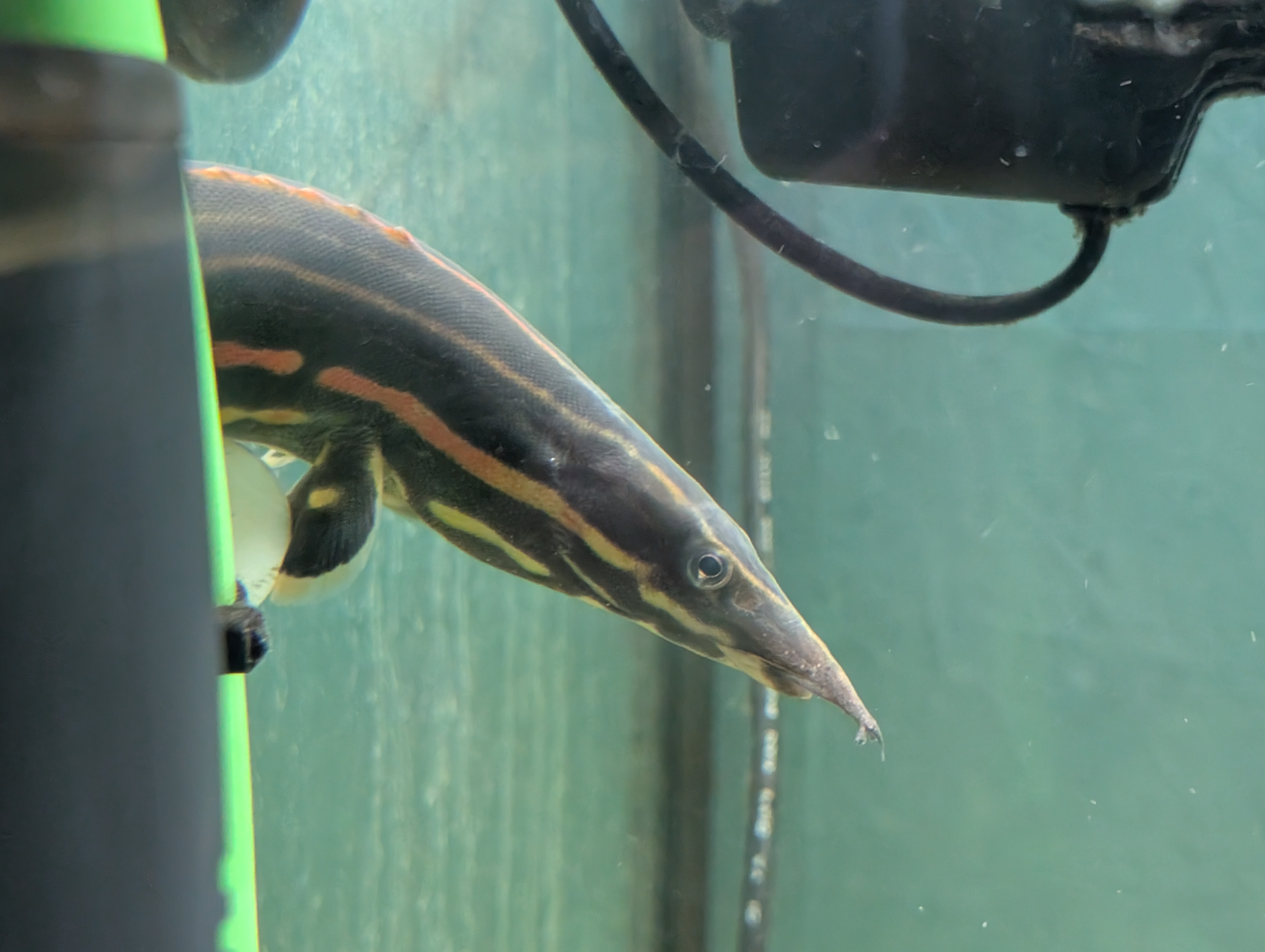 Fire Eel (Mastacembelus eritrotaenija)