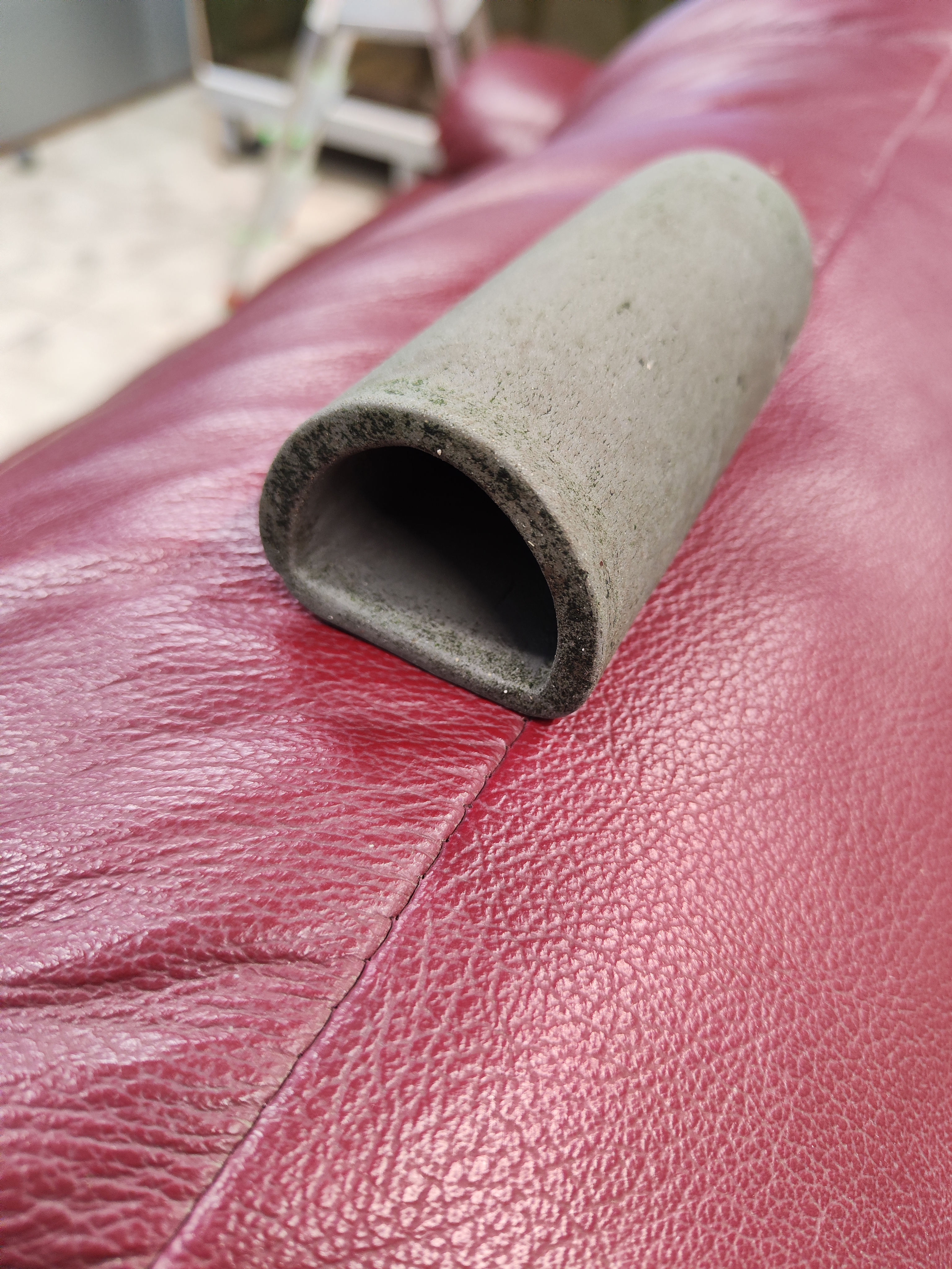 Ancitrusas juodas trumpapelekis (Ancistrus dolichopterus)