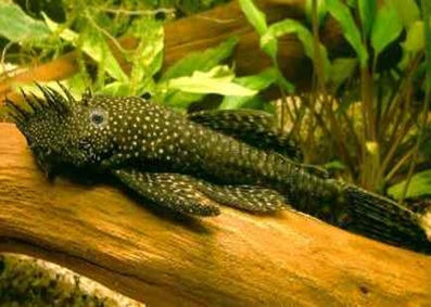 Ancitrusas juodas trumpapelekis (Ancistrus dolichopterus)