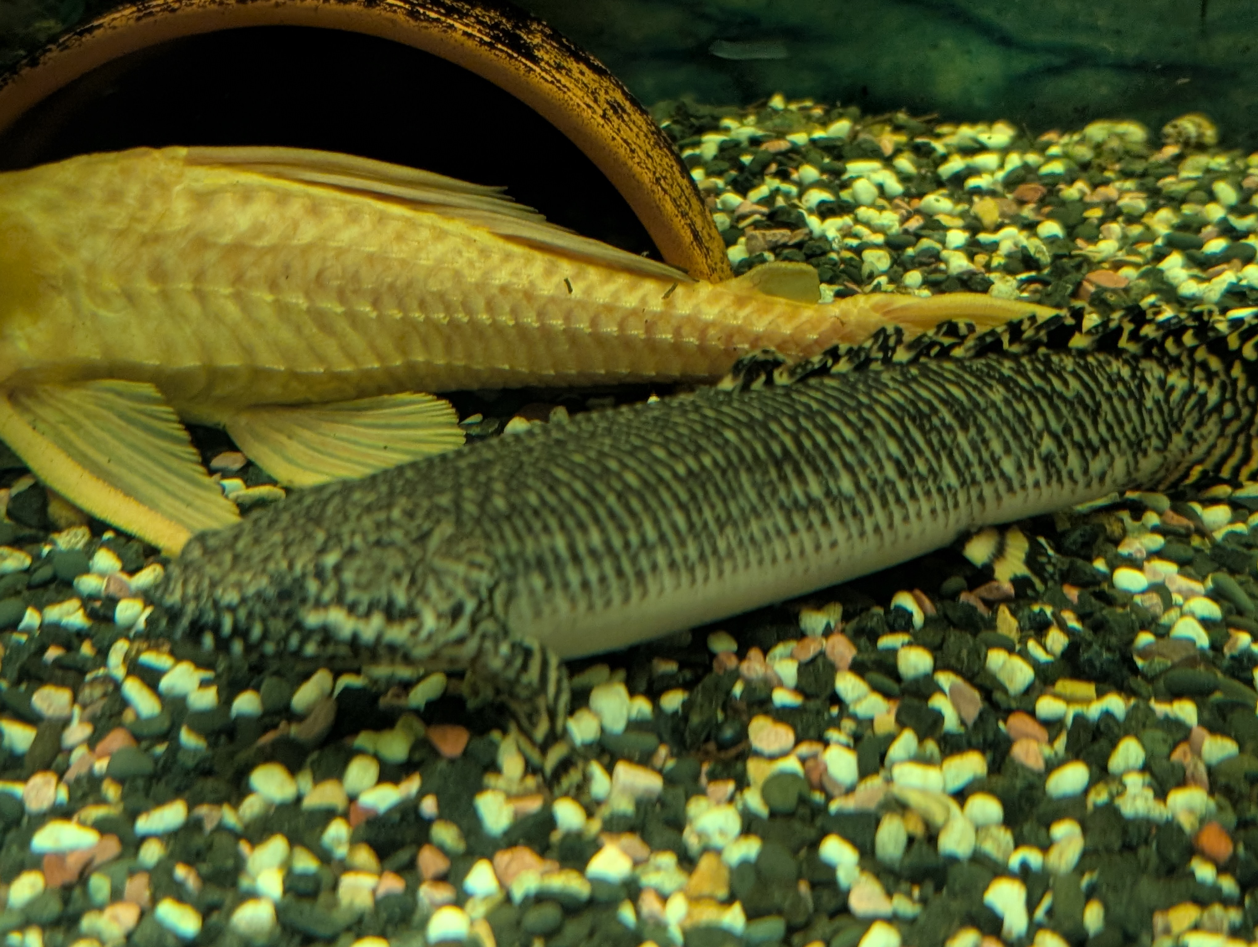 Polypterus ornatipinnis