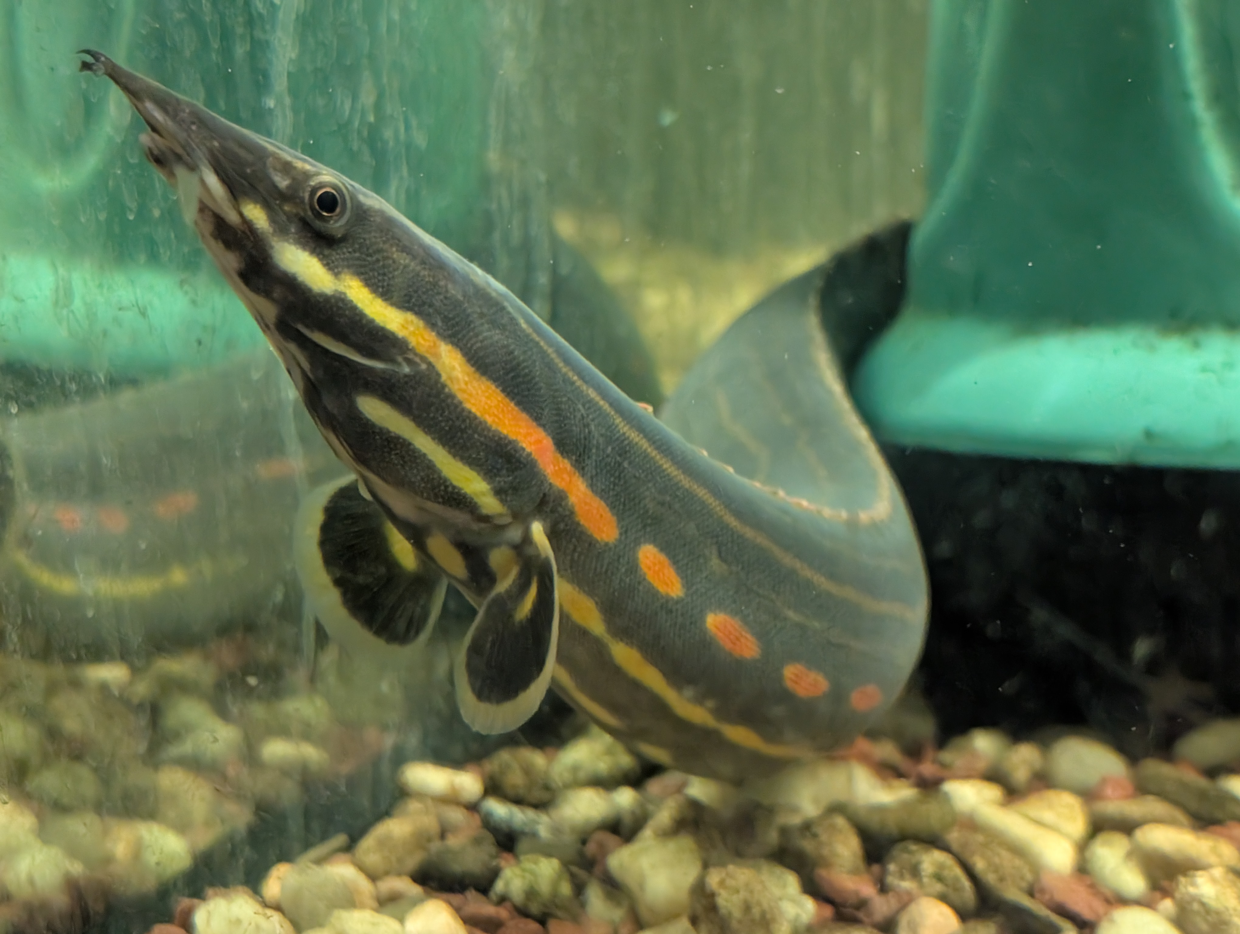 Fire Eel (Mastacembelus eritrotaenija)