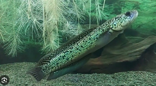 Channa asiatica blue tenmoku