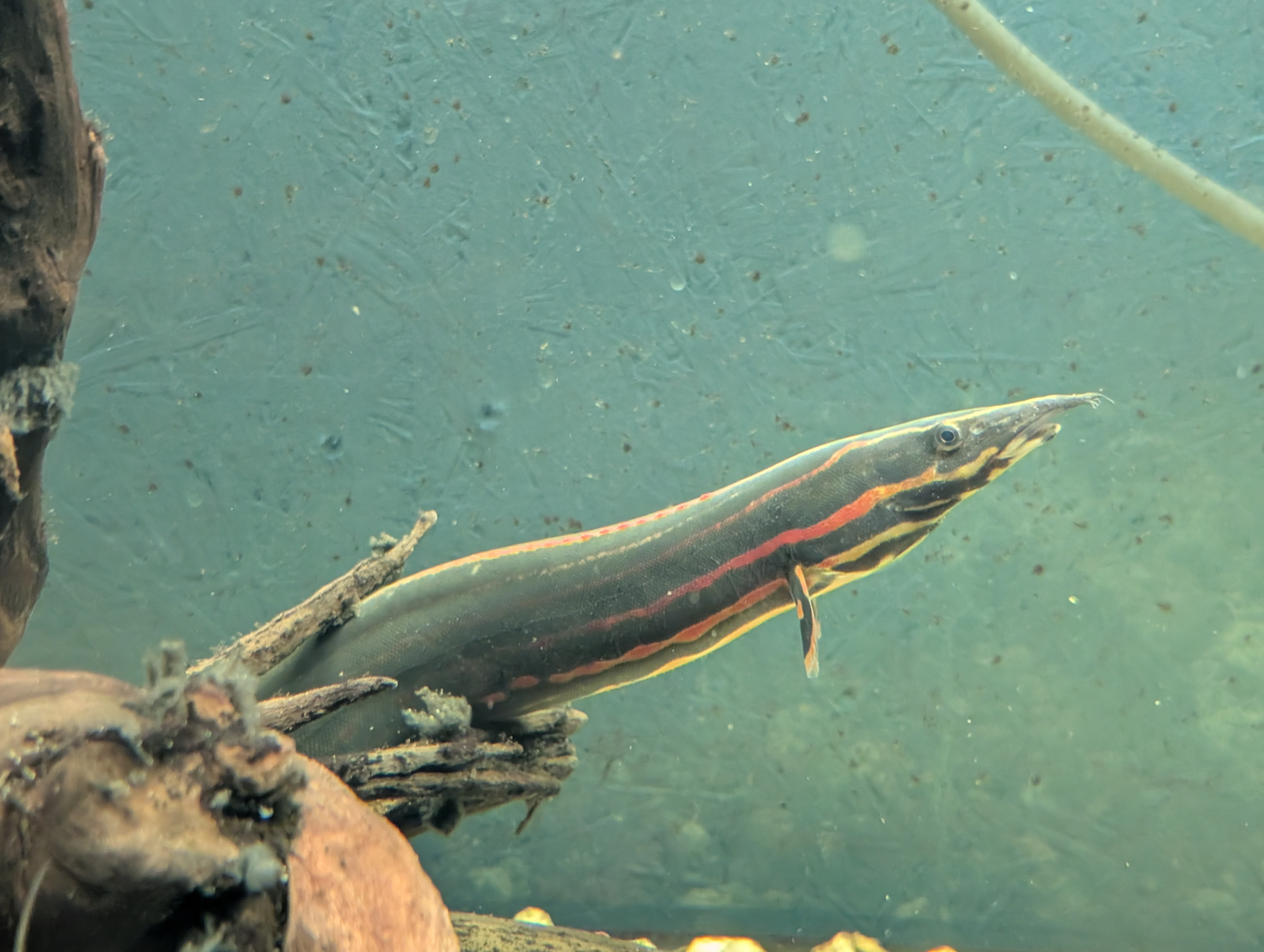Fire Eel (Mastacembelus eritrotaenija)