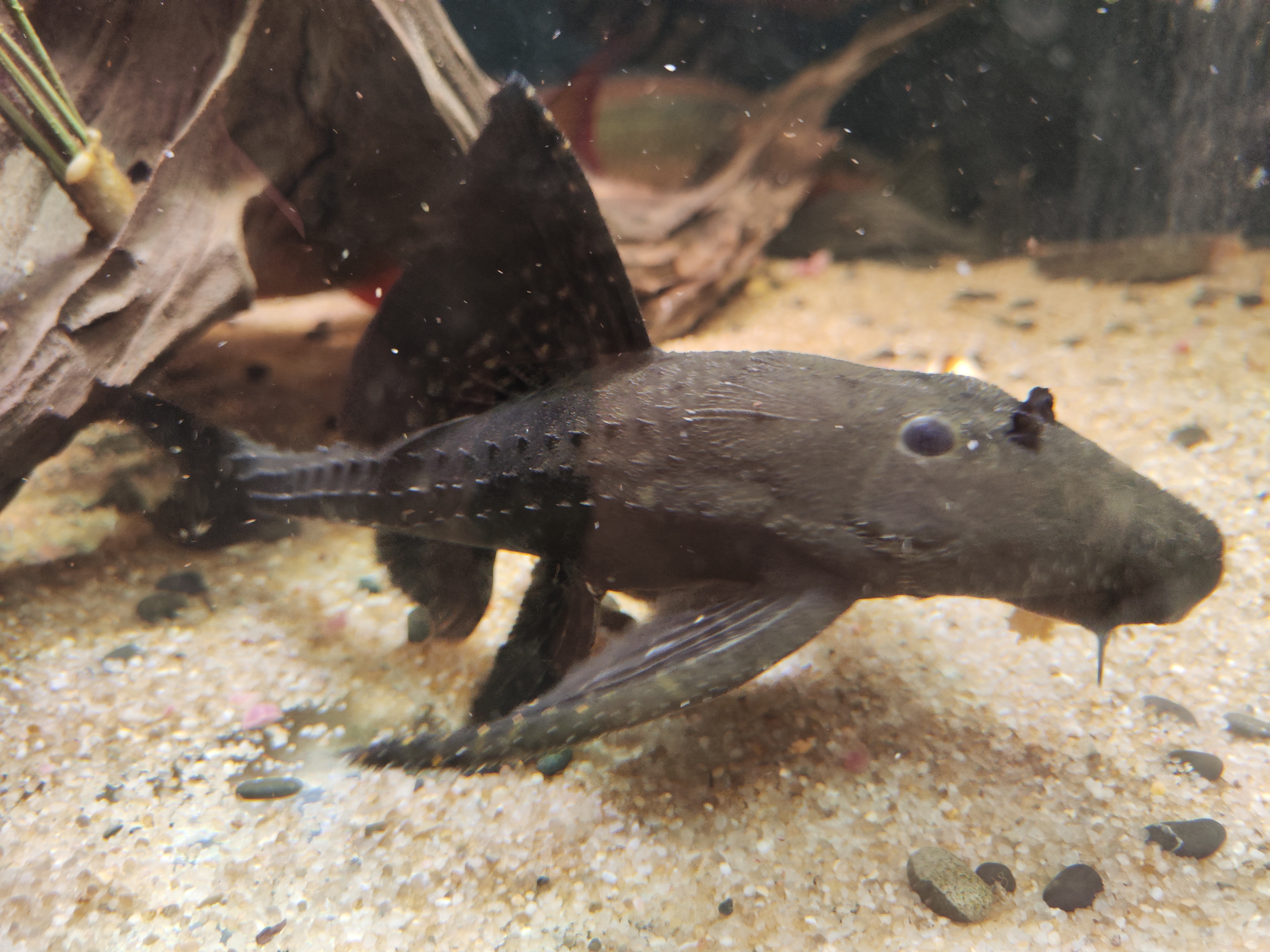 L155 Black adonis pleco (acanthicus hystrix) šamas