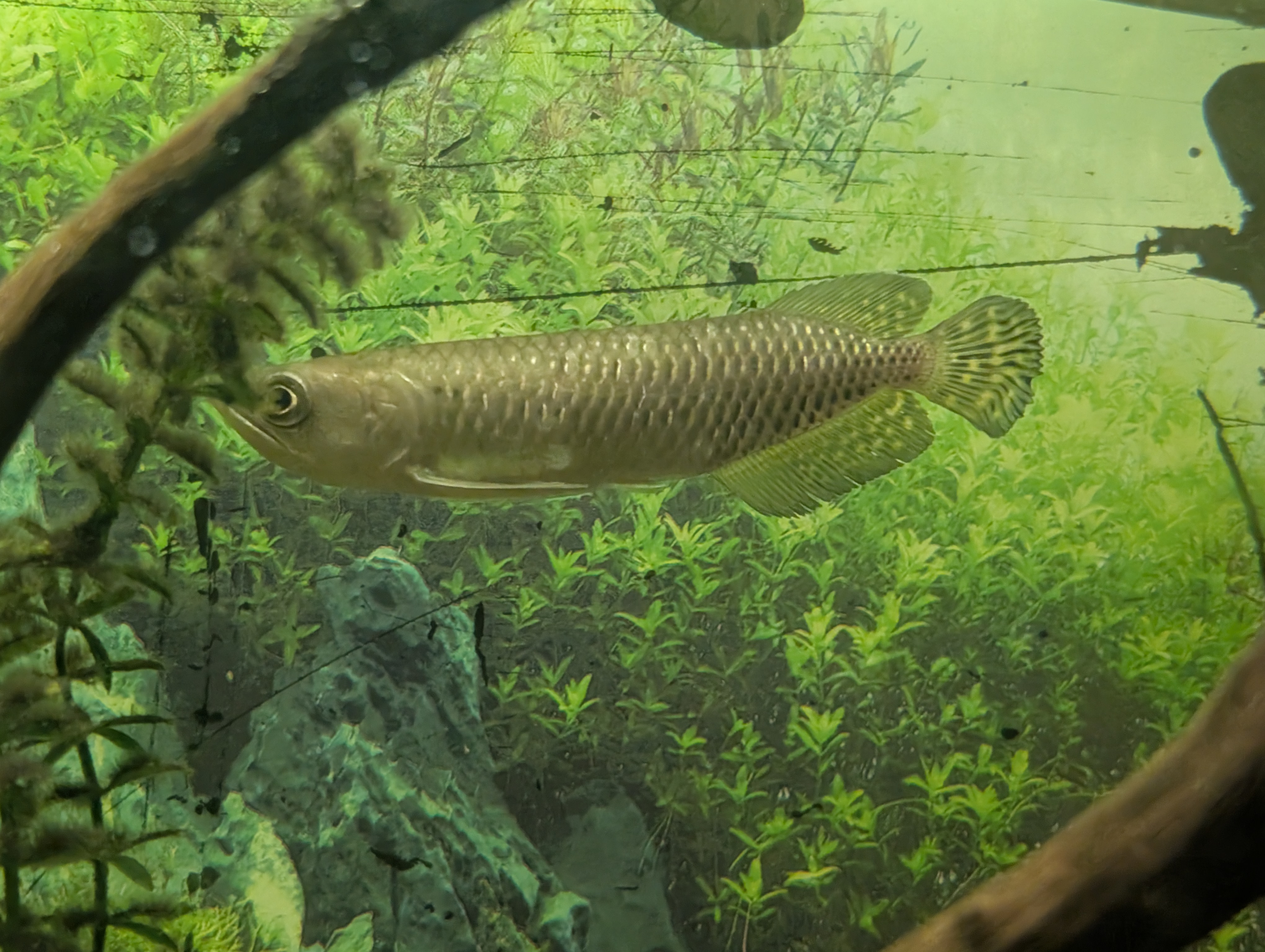 Arowana jardini