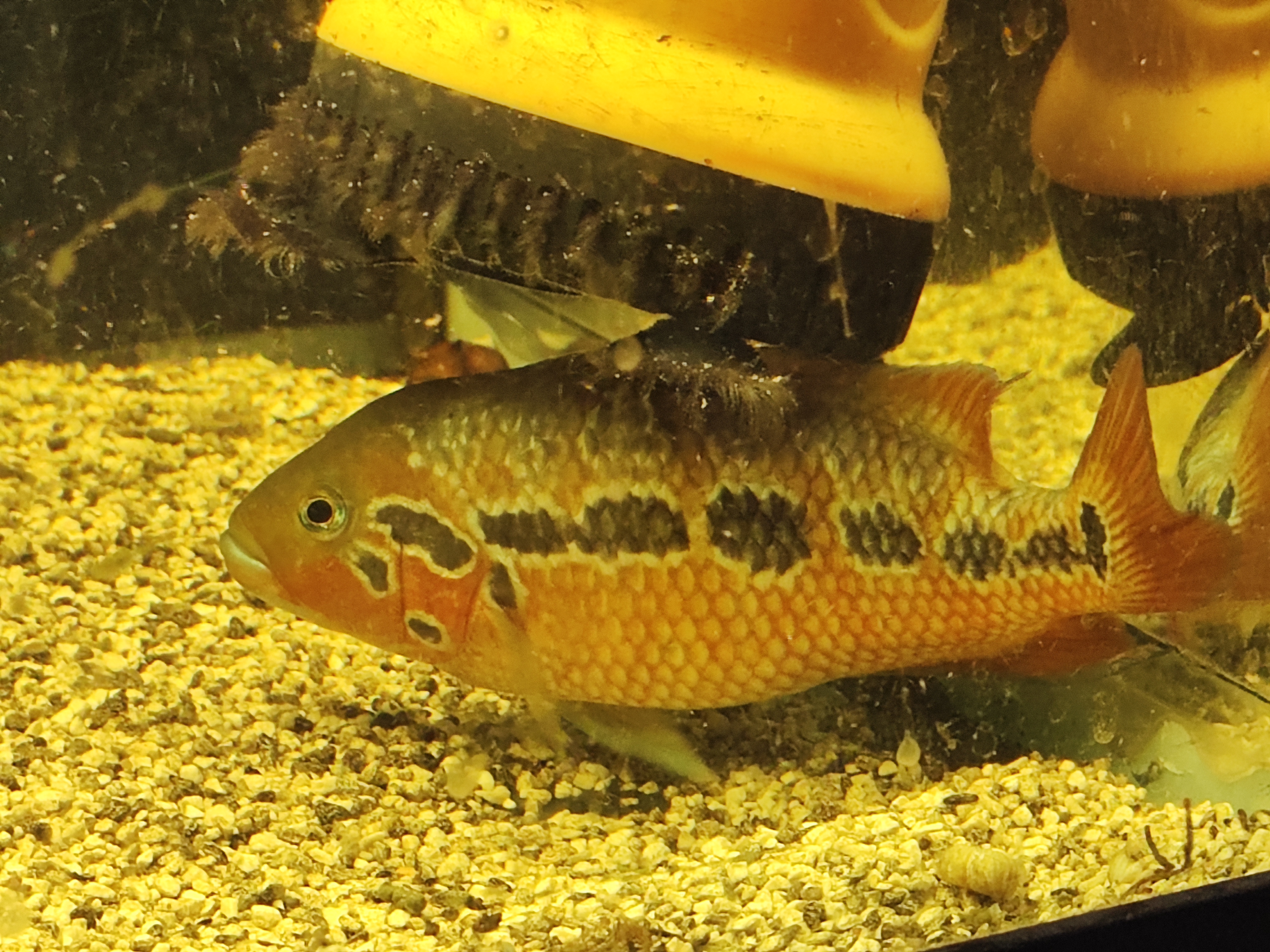 Parachromis motaguensis (false yellowjacket cichlid)