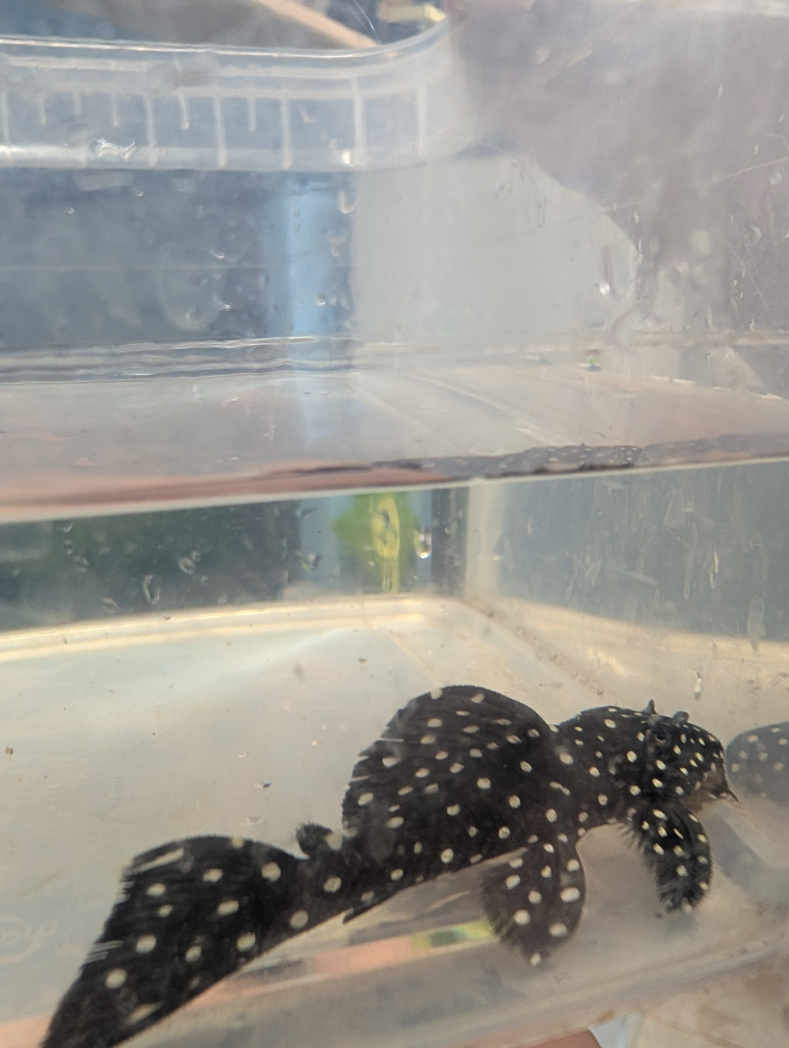 Šamas L240  pleco (Vampire Pleco)