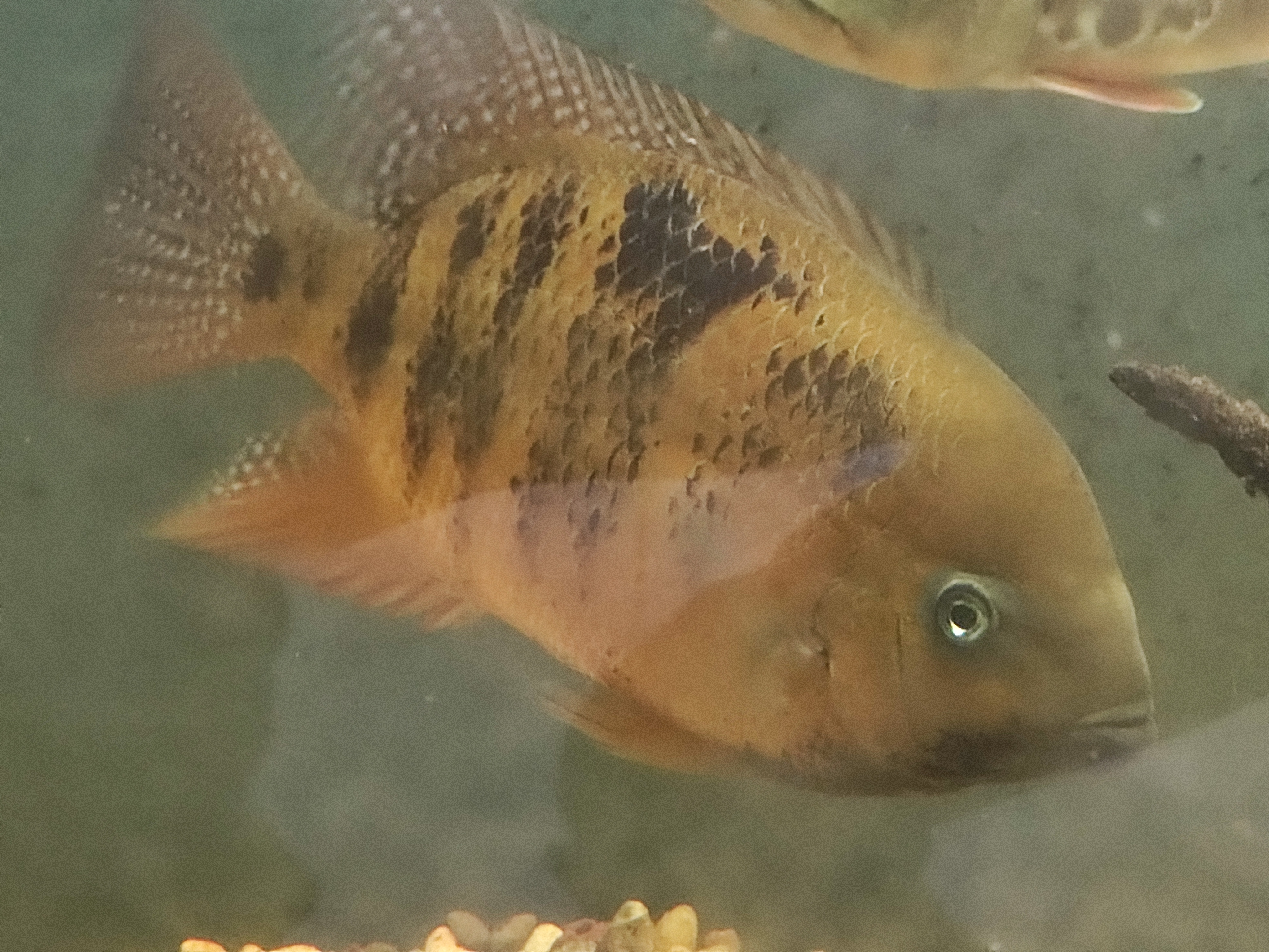 Cichlasoma bocourti