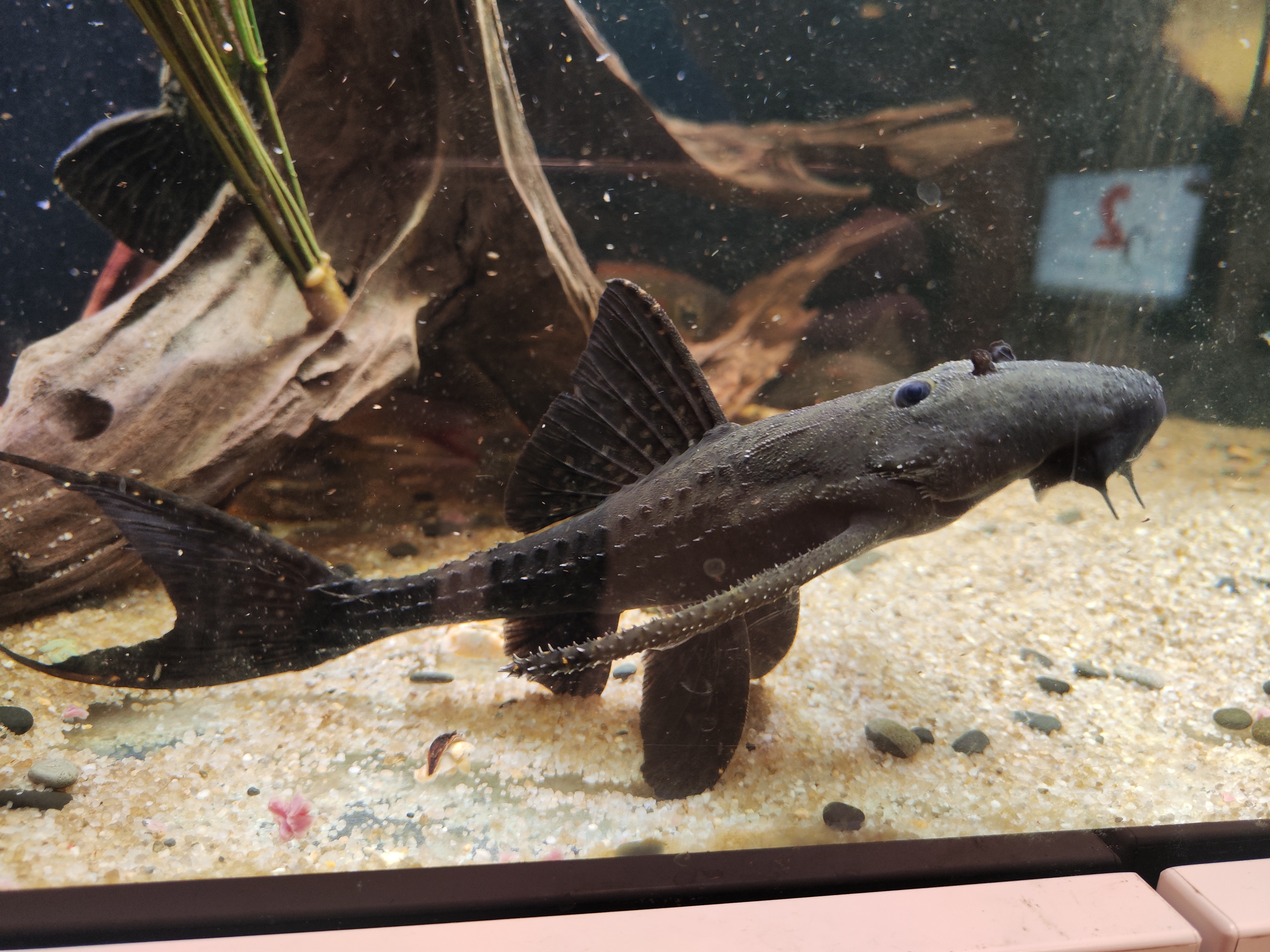 L155 Black adonis pleco (acanthicus hystrix) šamas