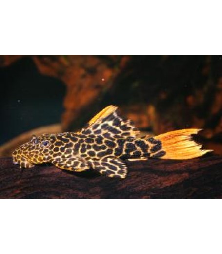 Šamas eL600 (Lopard Cactus Pleco)