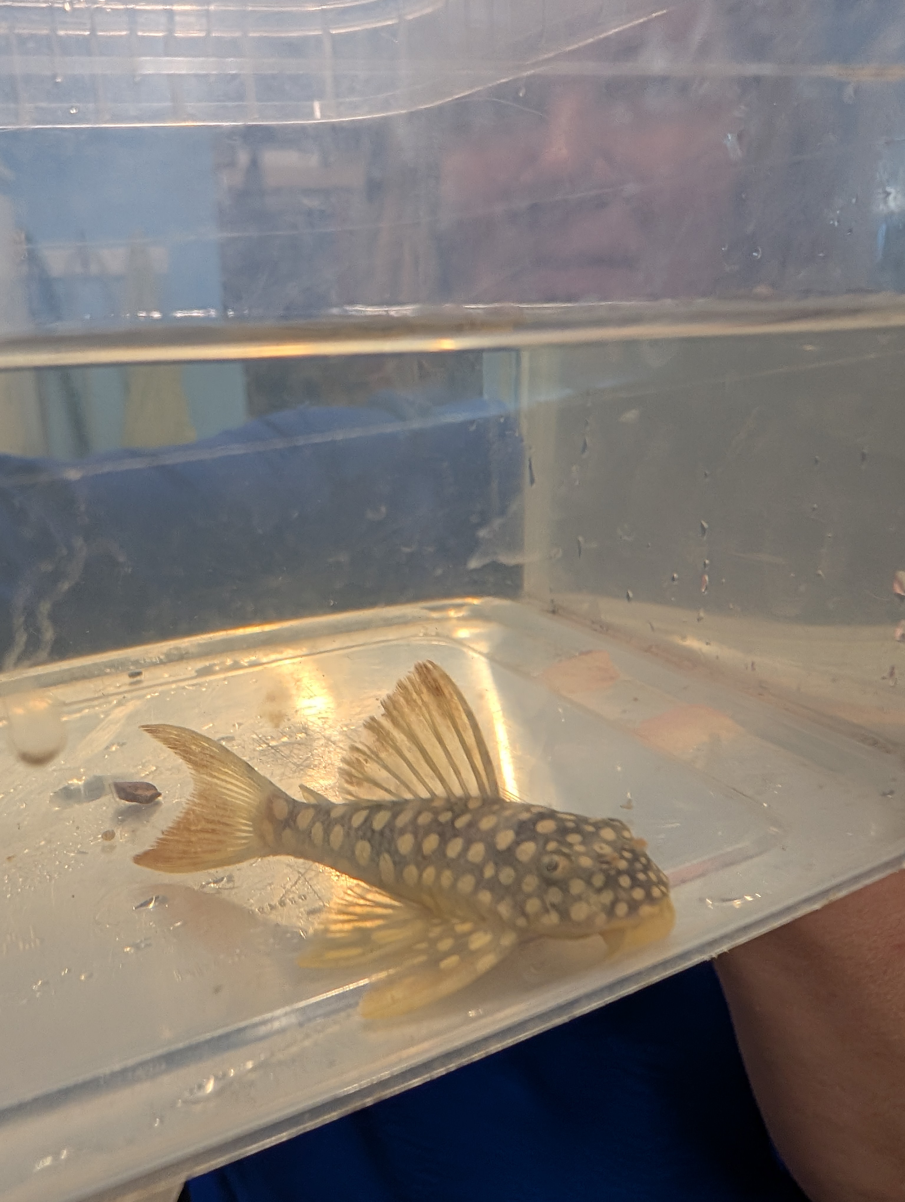 Šamas L014 pleco (Goldie Pleco)